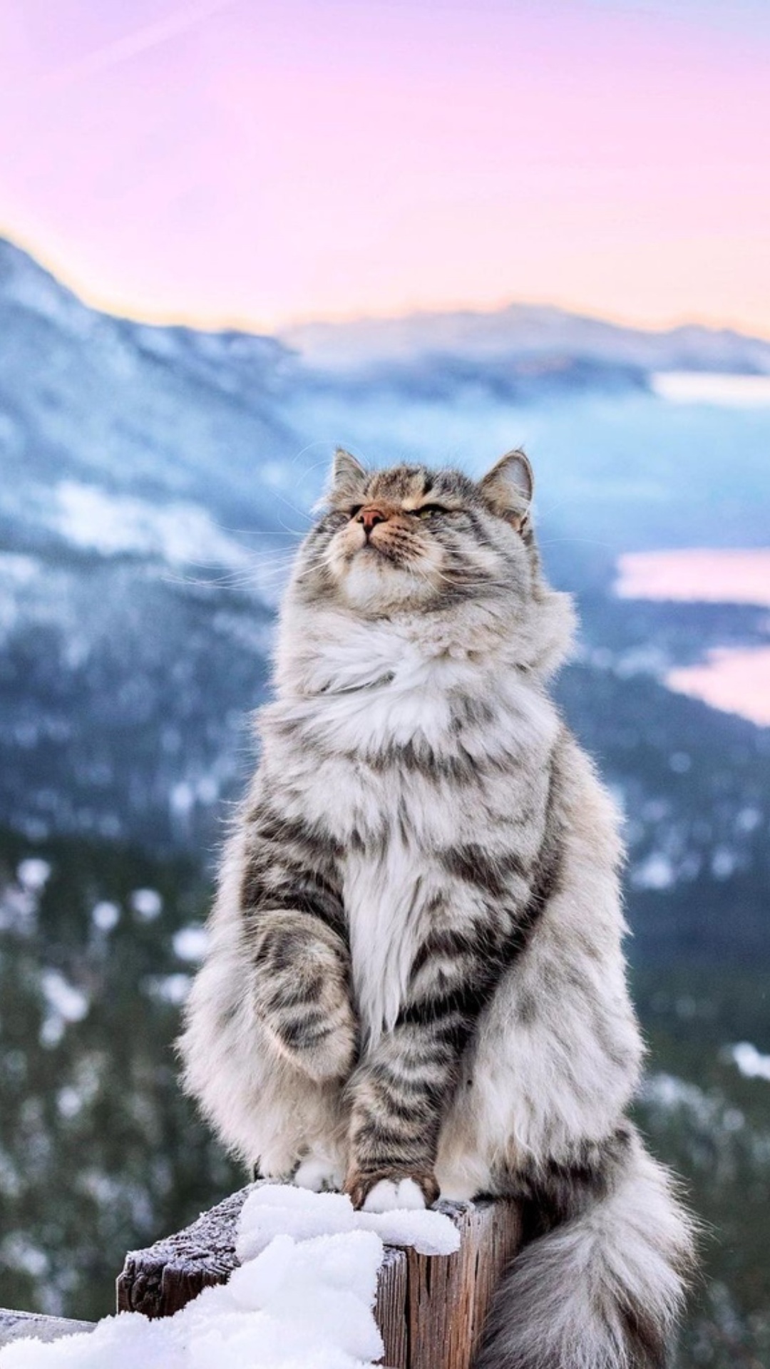 Best Cats iphone Wallpaper [ HQ ]