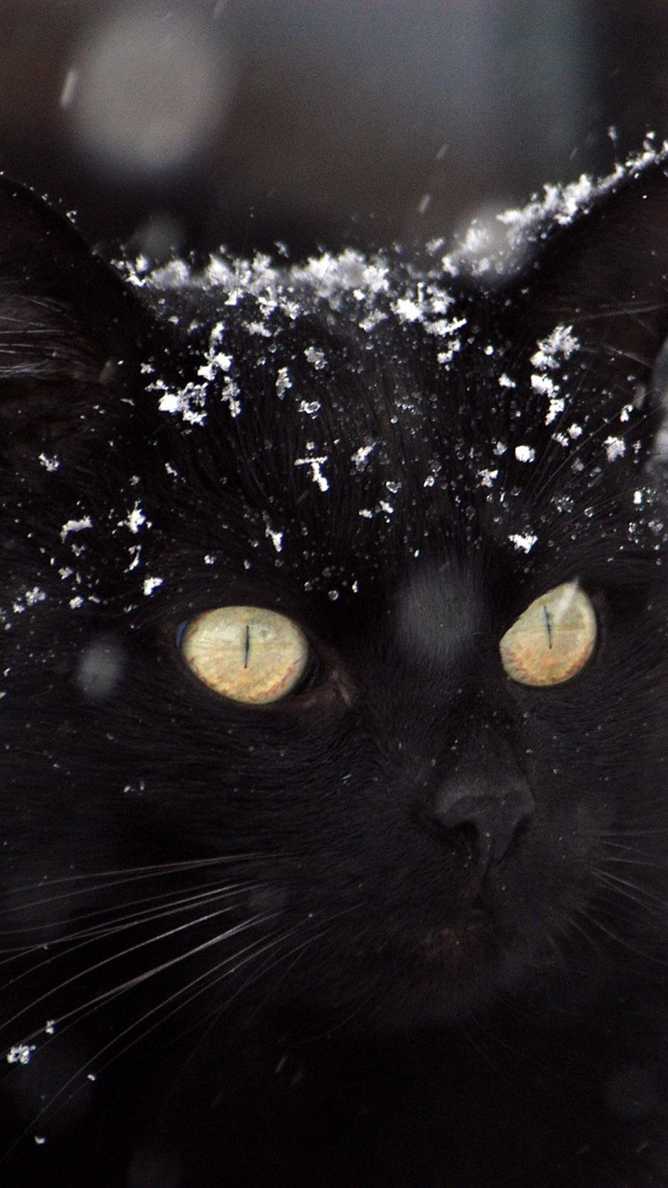 Download wallpaper 938x1668 cat, black