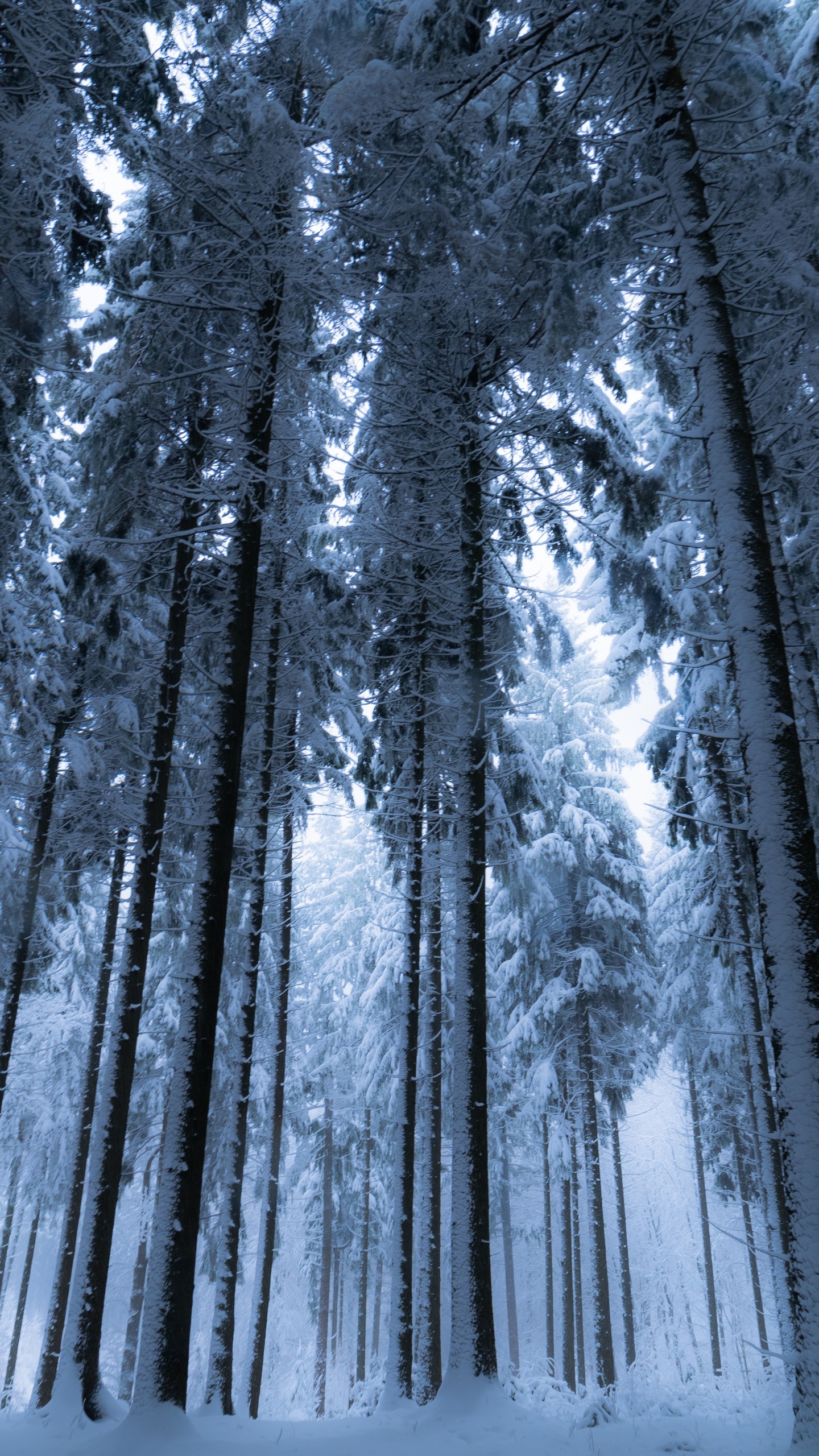 Winter forest Wallpaper 4K, Cold night, Snow covered