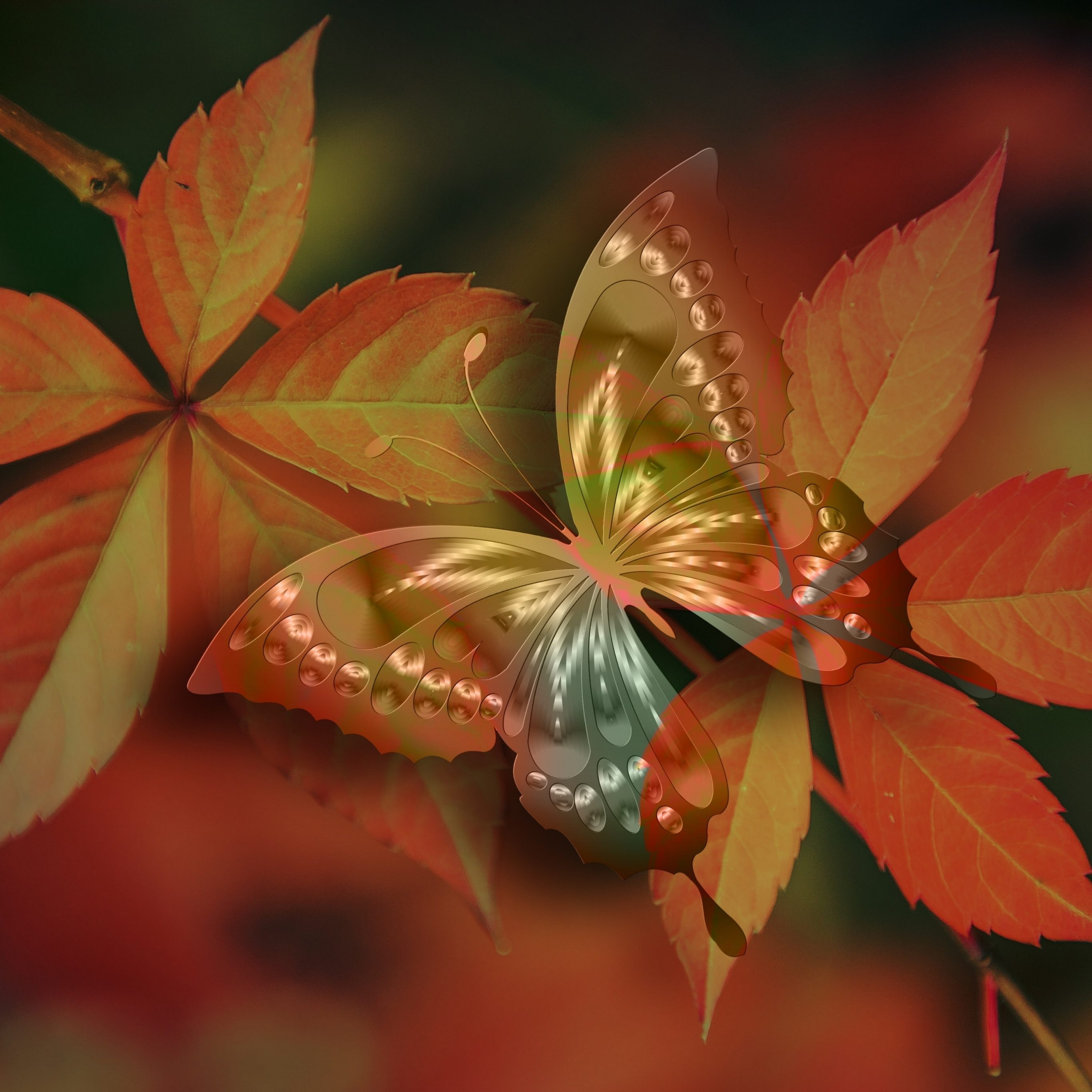 Aesthetic Butterfly iPad Wallpaper