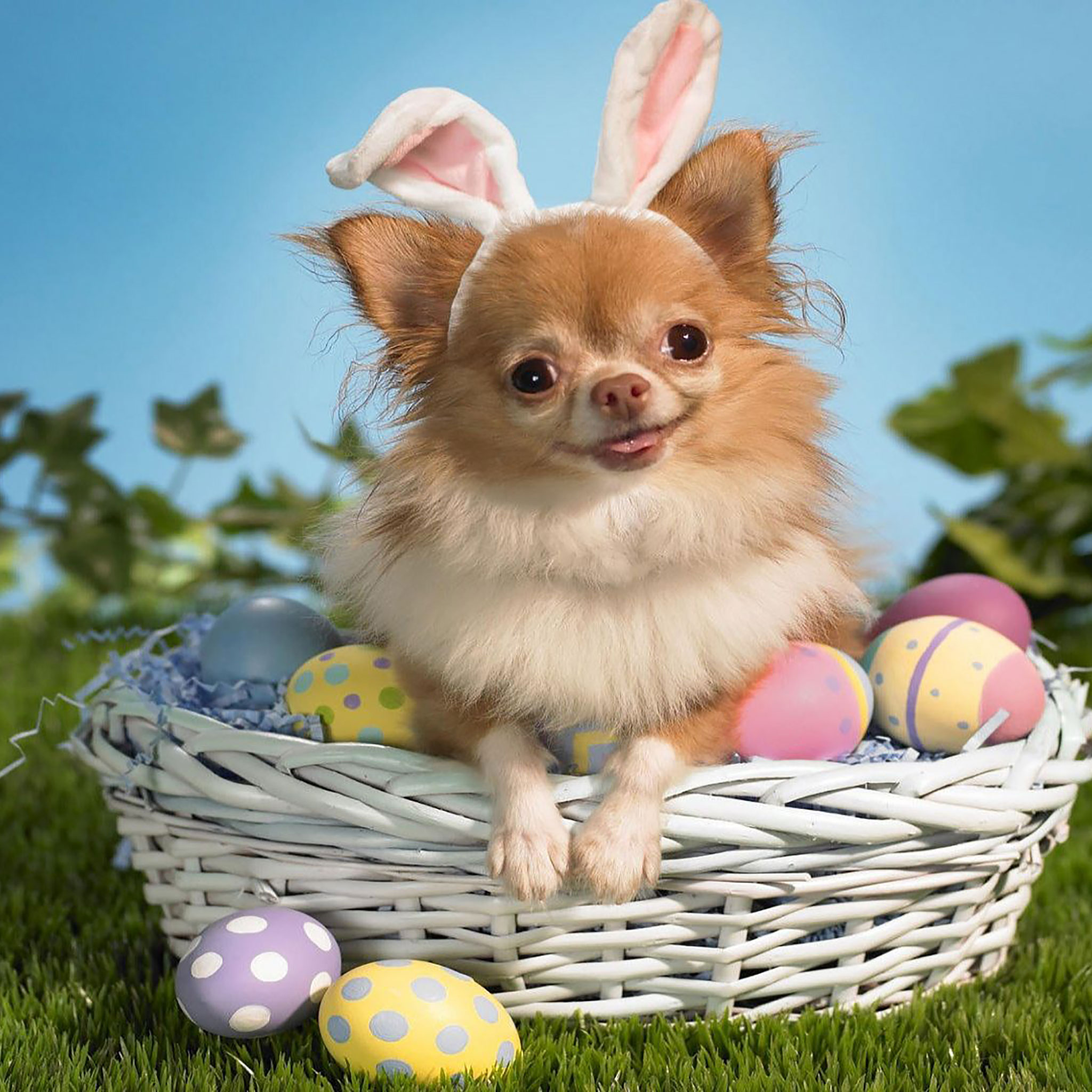 Easter iPad Wallpaper, Wallpaper Easter