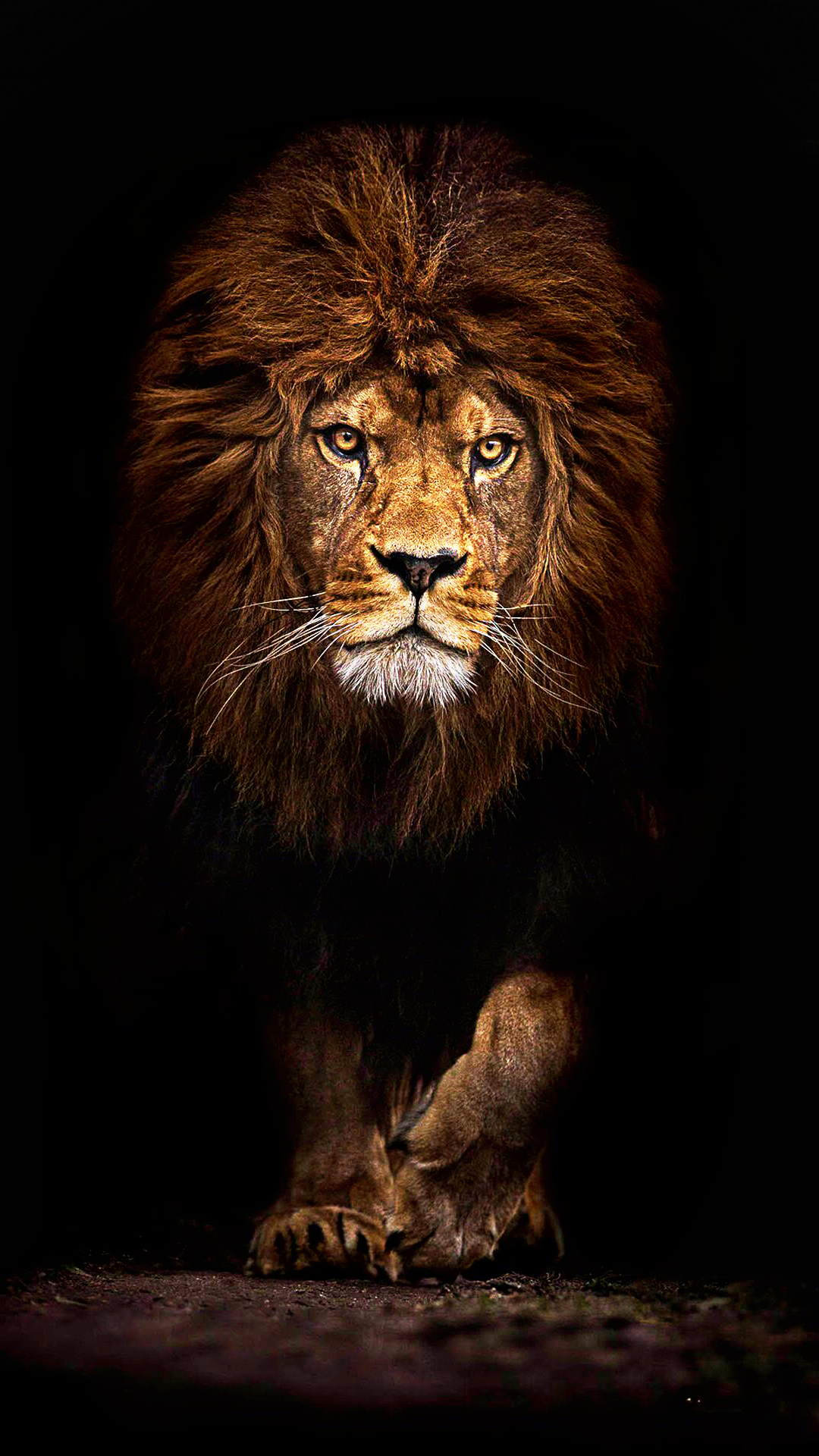 Mufasa Lion Wallpaper iPhone 11