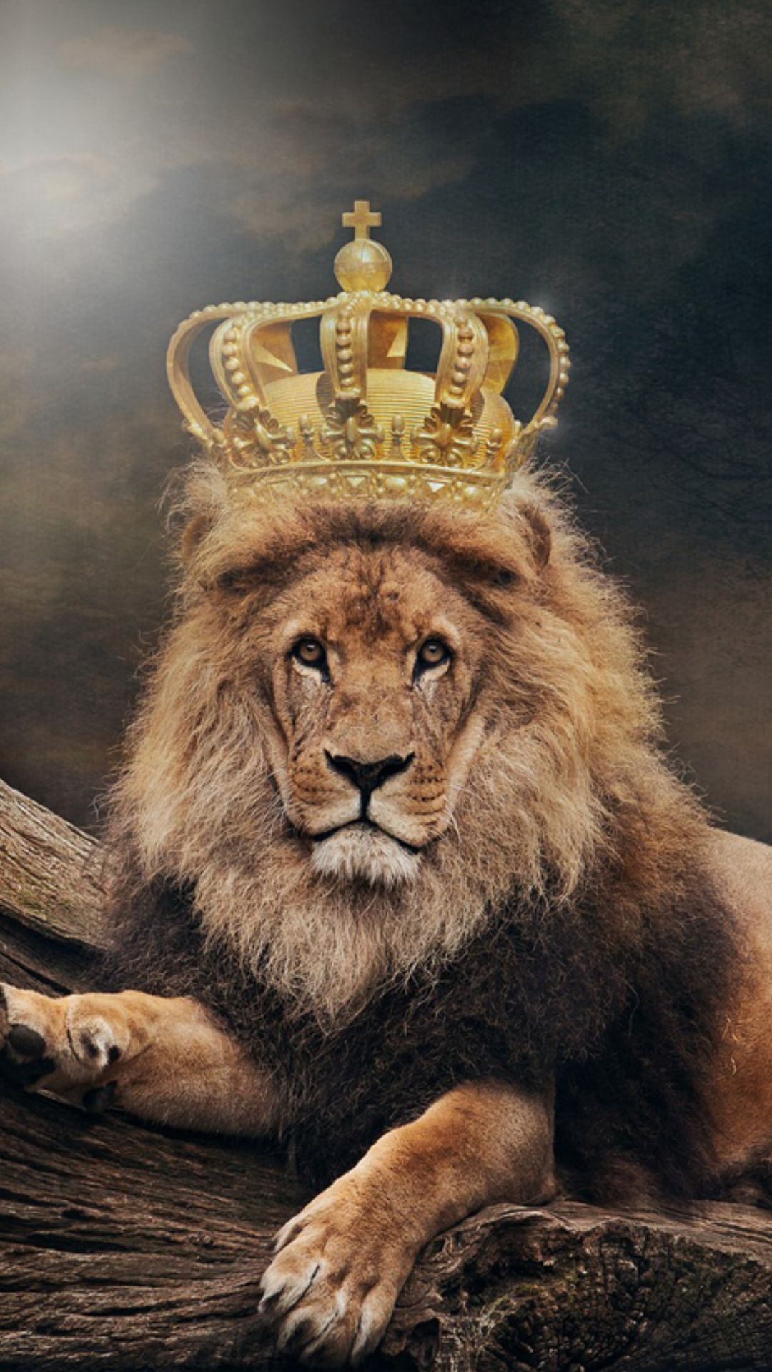 Best Lion iPhone Wallpaper Download