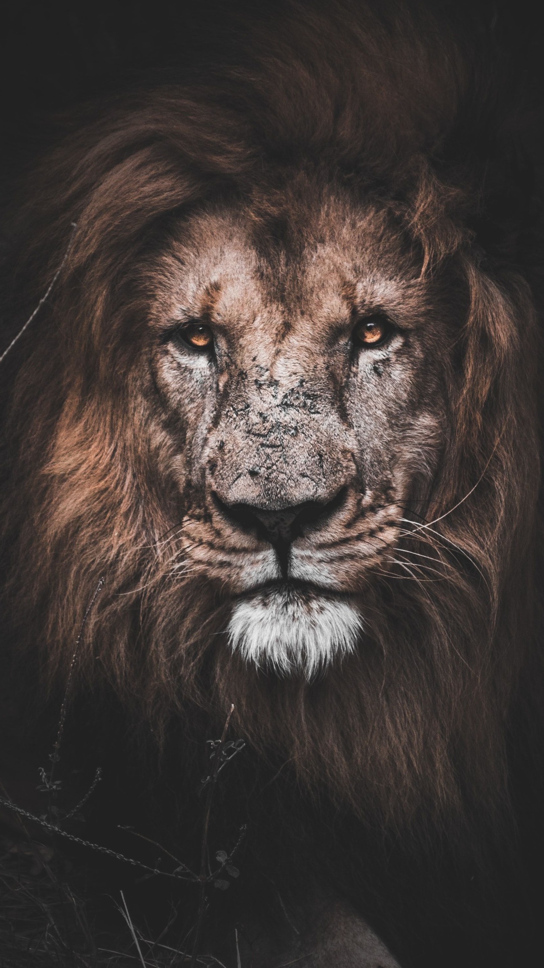 Best Lion iPhone Wallpaper Download