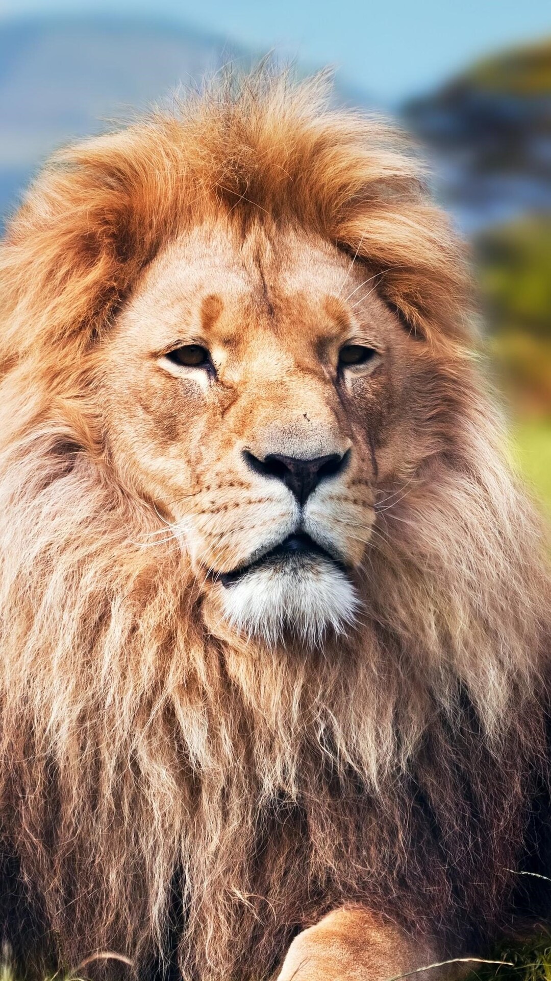 Lion 4k iPhone 7, 6s, 6 Plus