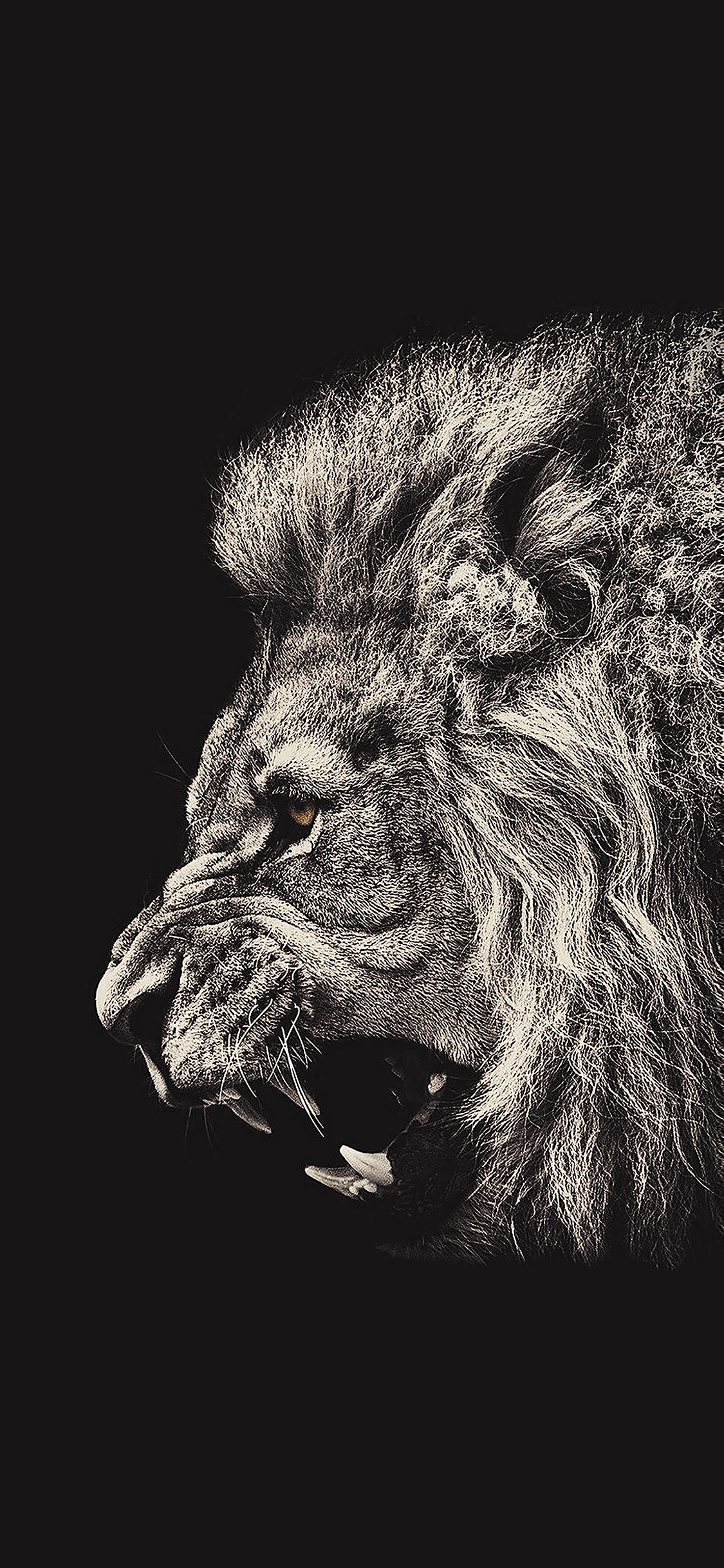 Shouting Lion Illust Art