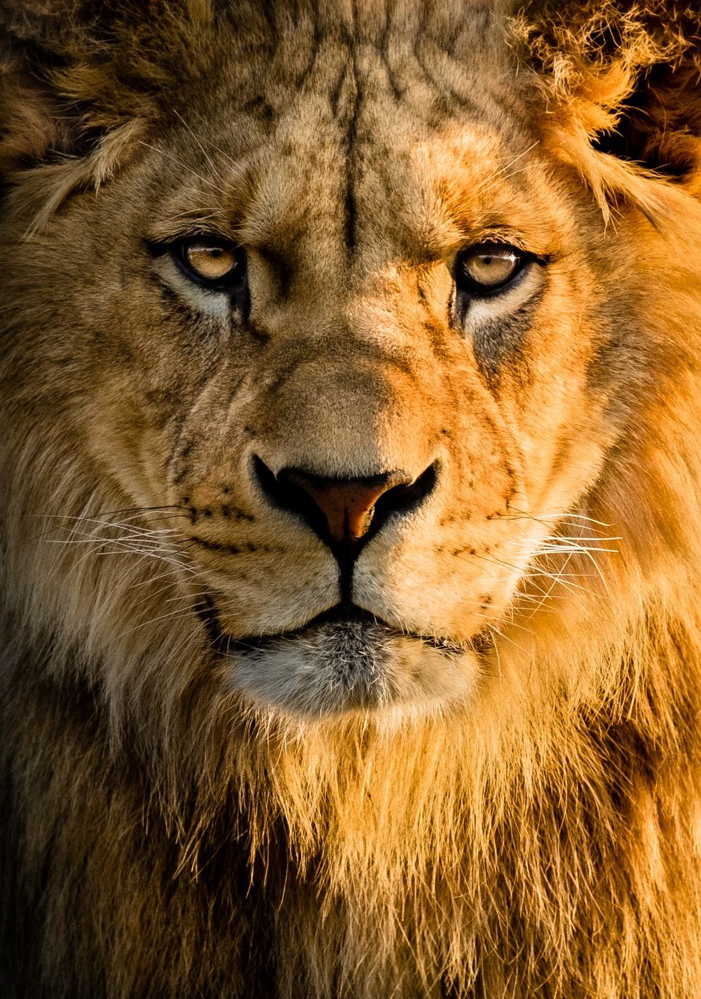 Lion for iPhone Wallpaper