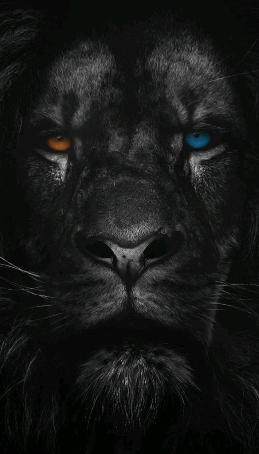 Lion Phone Wallpaper