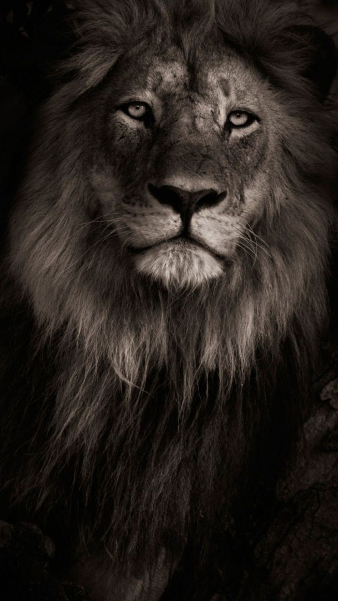 Lion wallpaper, Lion wallpaper iphone