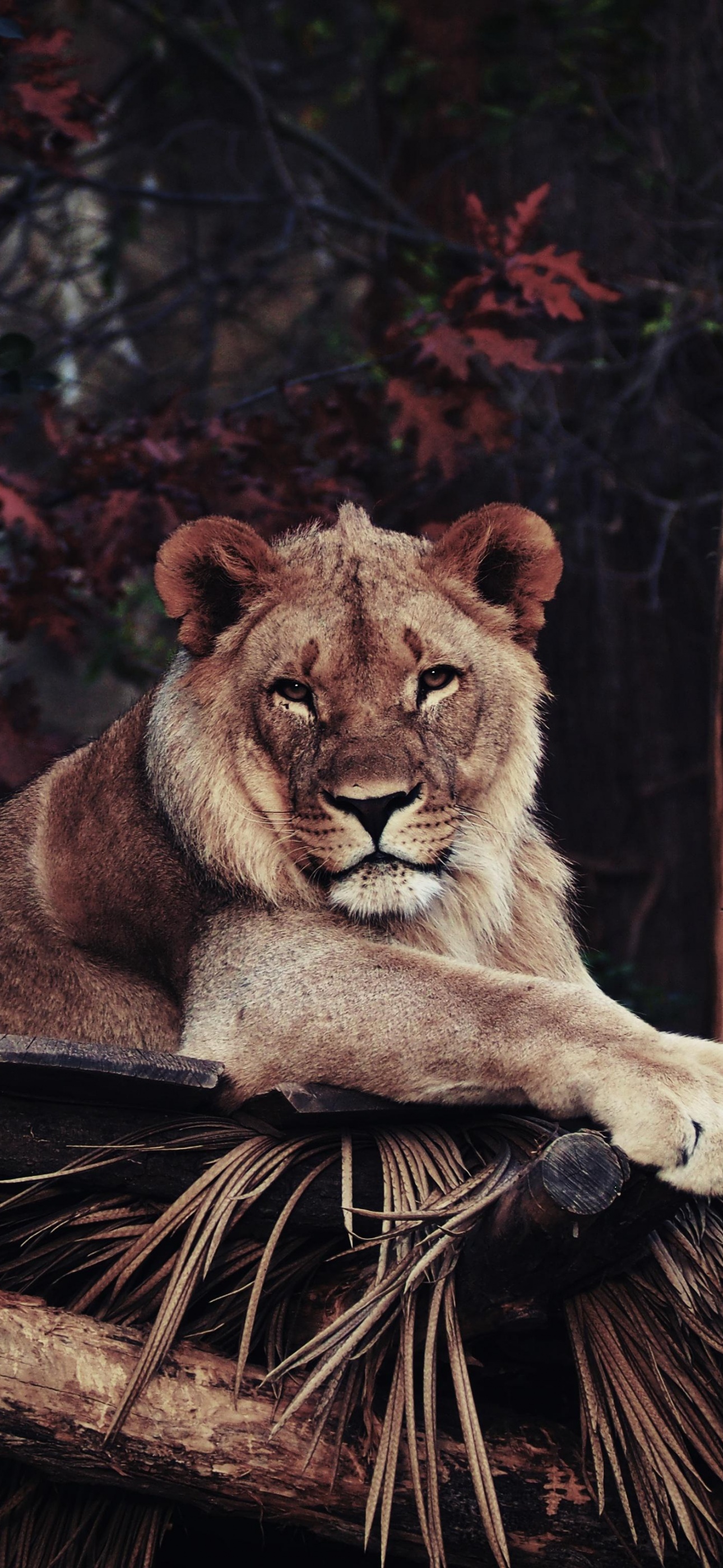 Lion Wallpaper 4K, 5K, Wild animal
