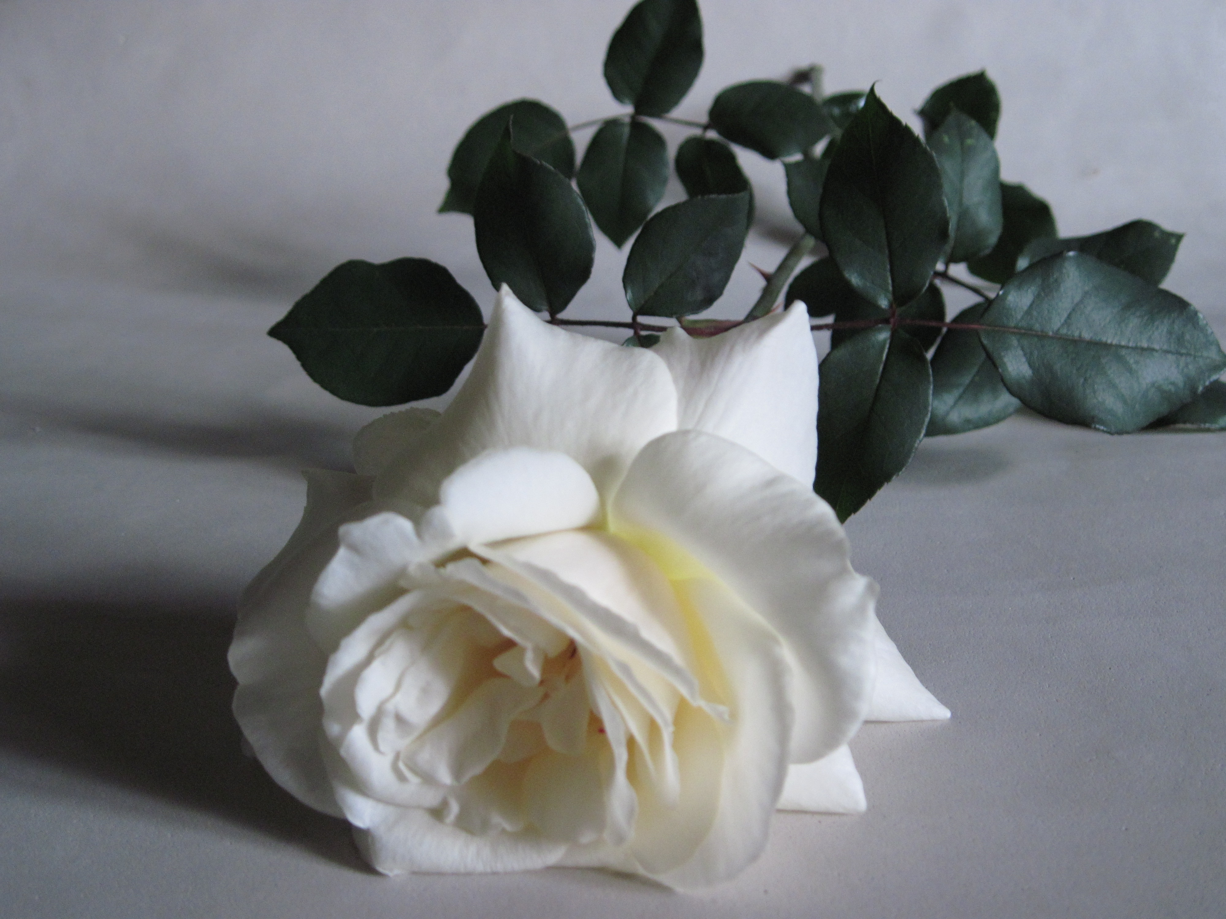 White Rose