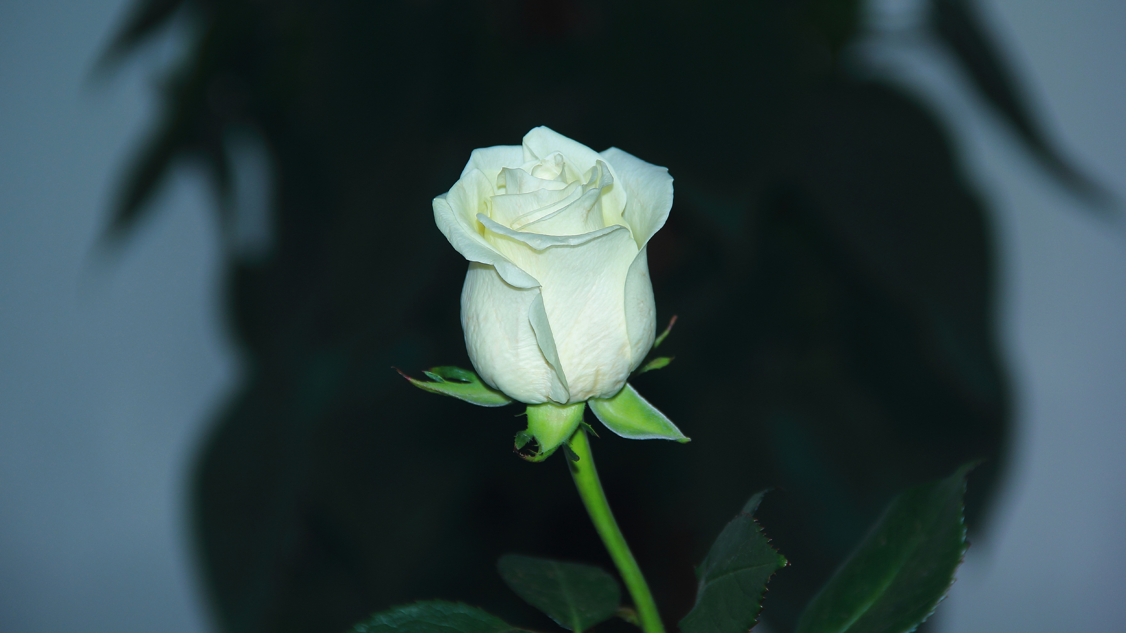 Download wallpaper 3840x2160 white rose