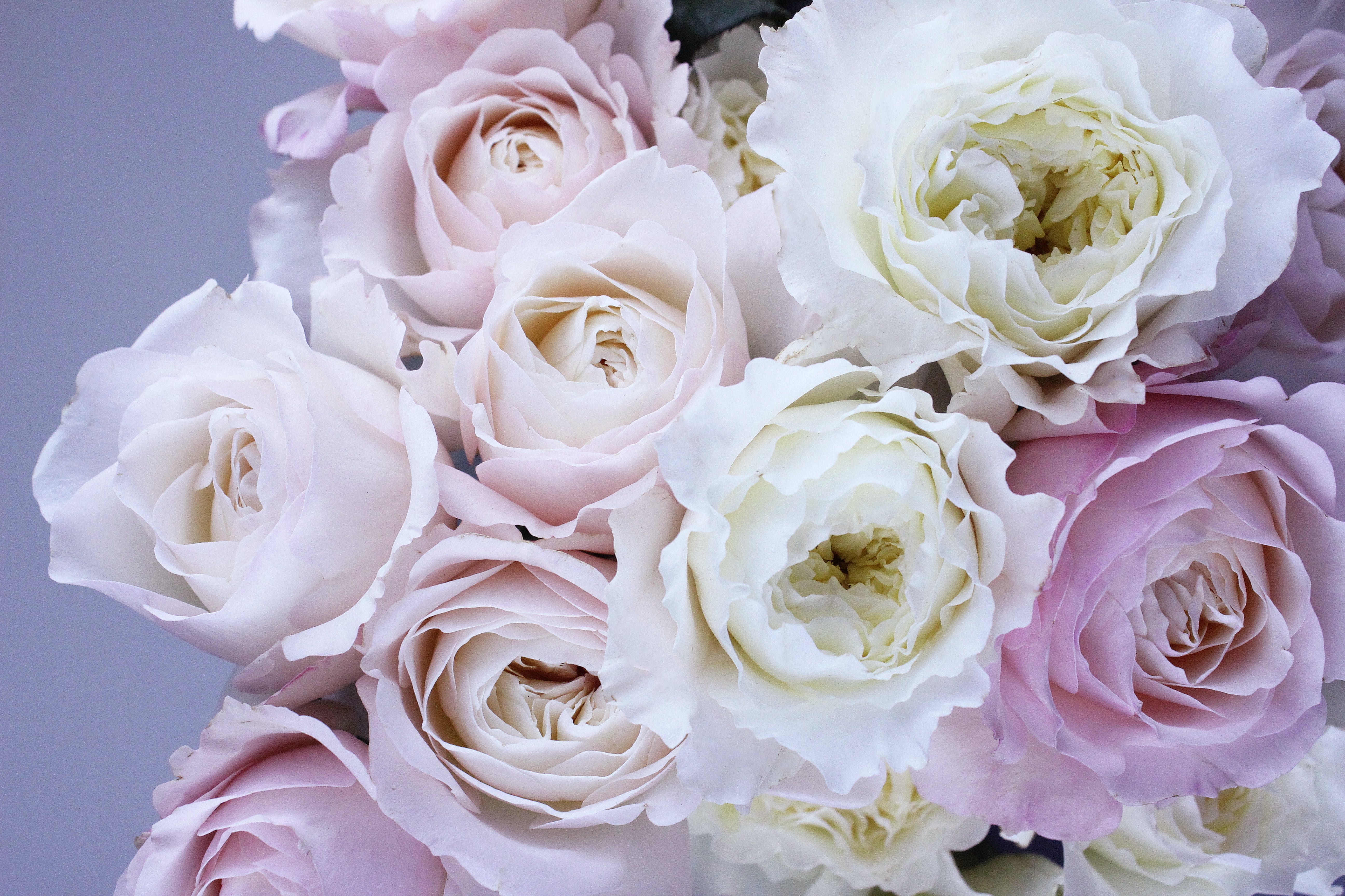 White Roses Photo, Download The BEST