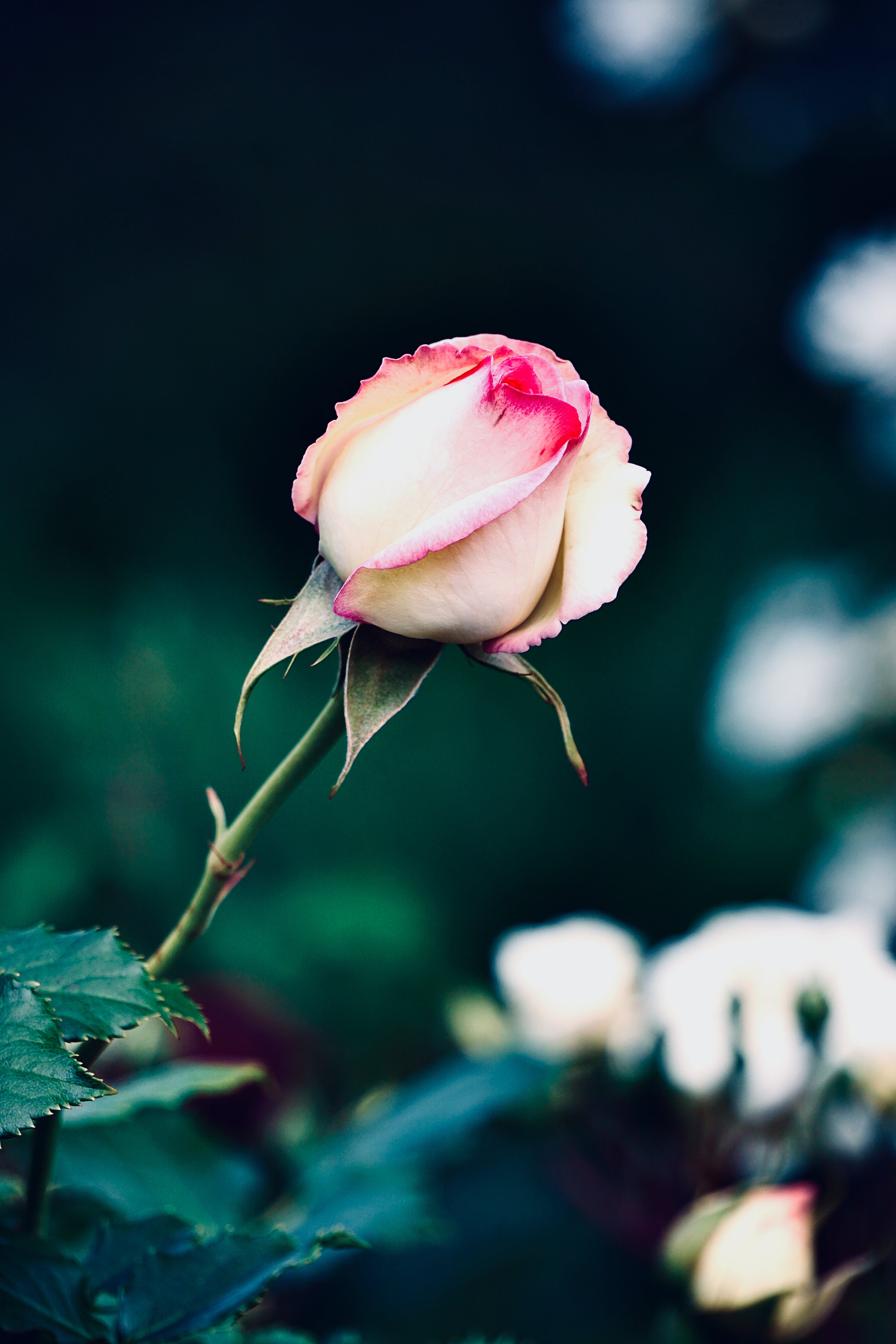 White Rose Flower · Free