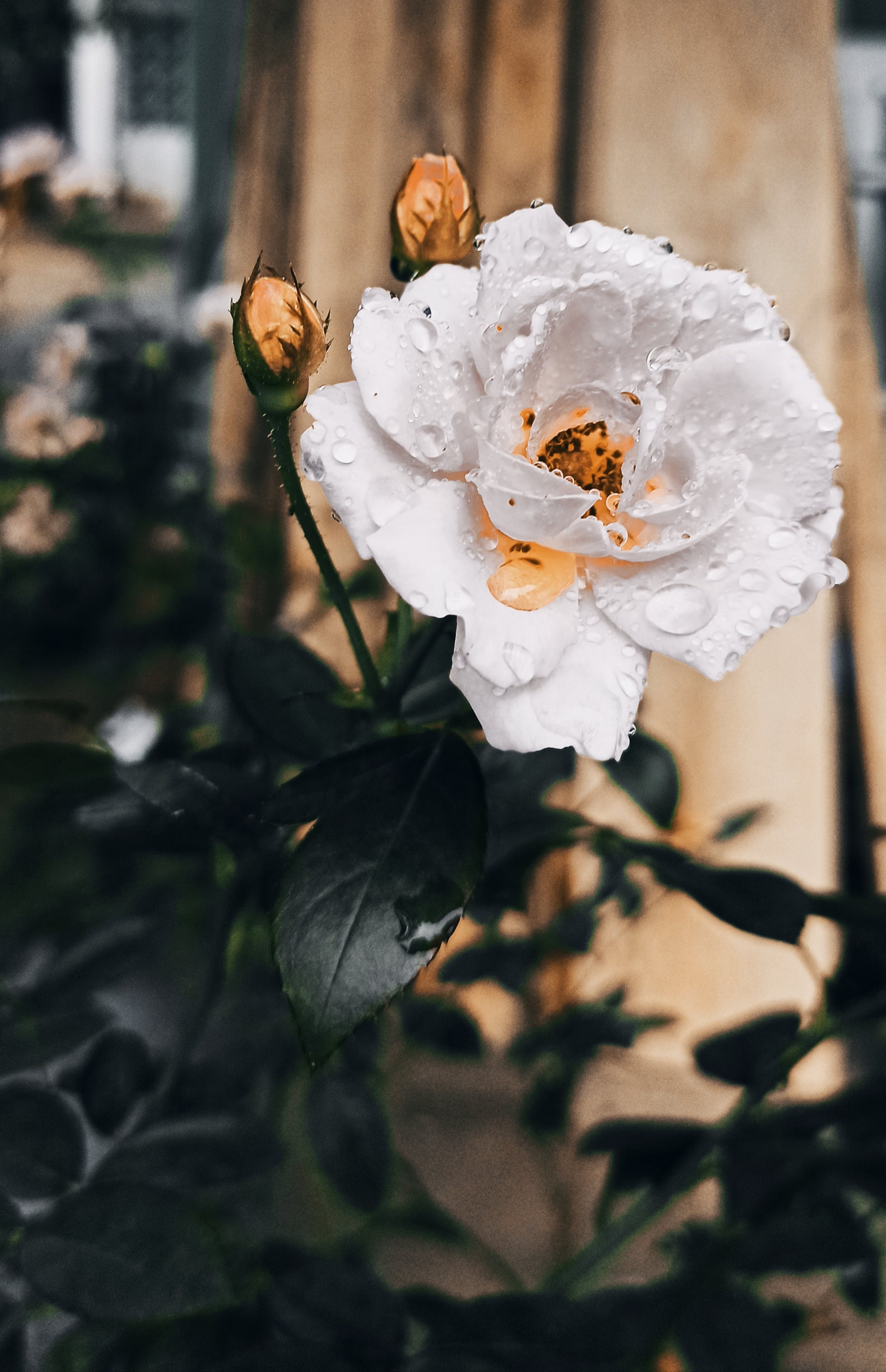 White Rose in Bloom · Free