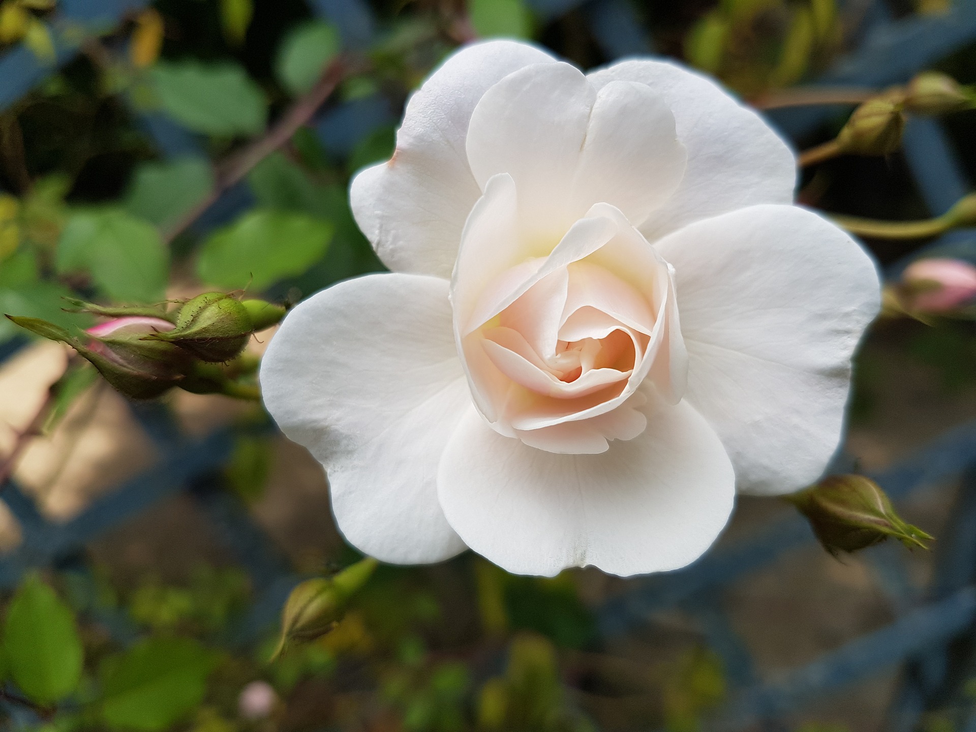 Download White Rose wallpaper