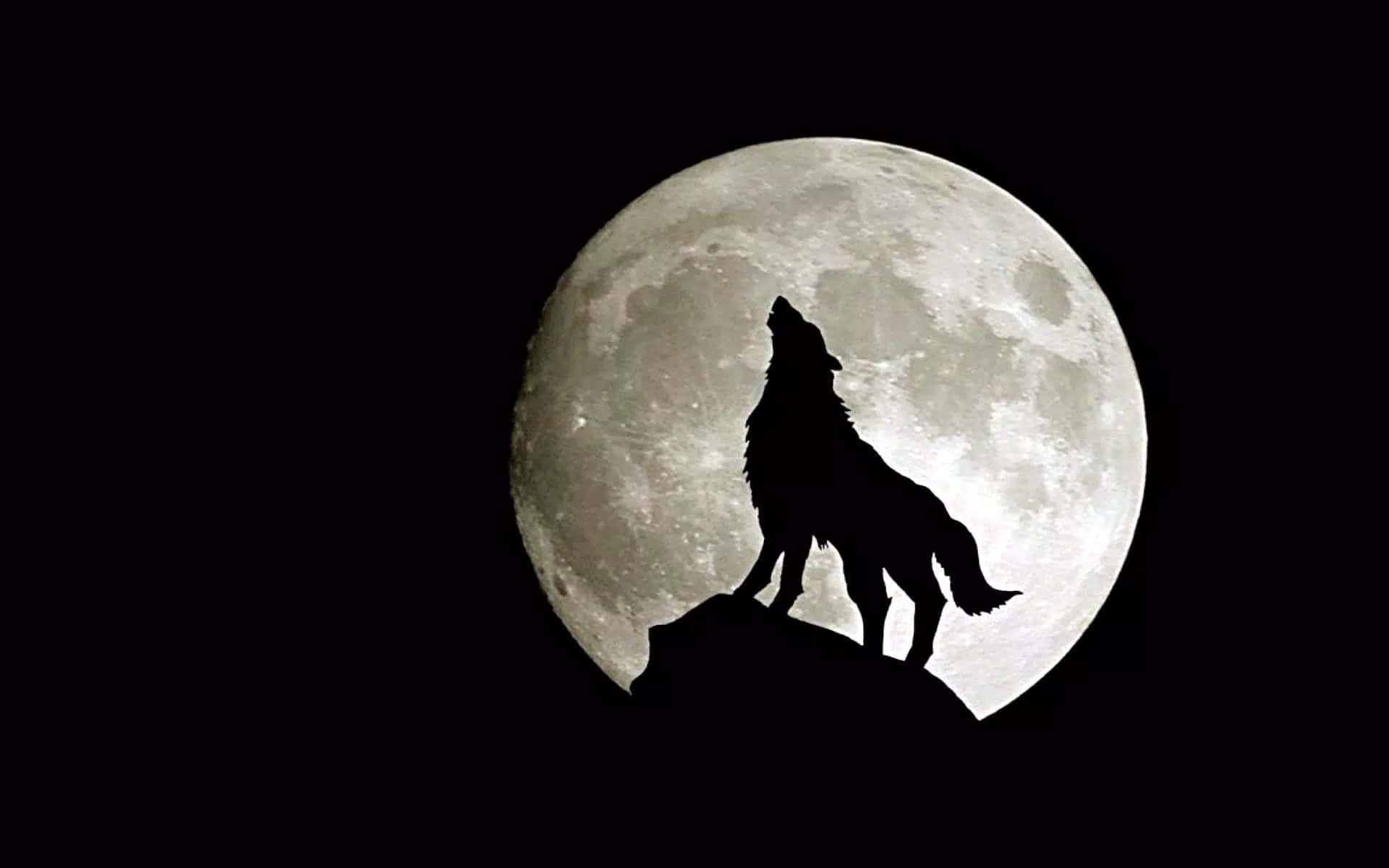 Wolf Moon Wallpaper