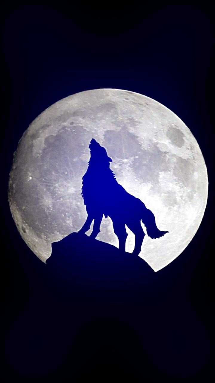 Wolf wallpaper, Wolf moon, Wolf howling