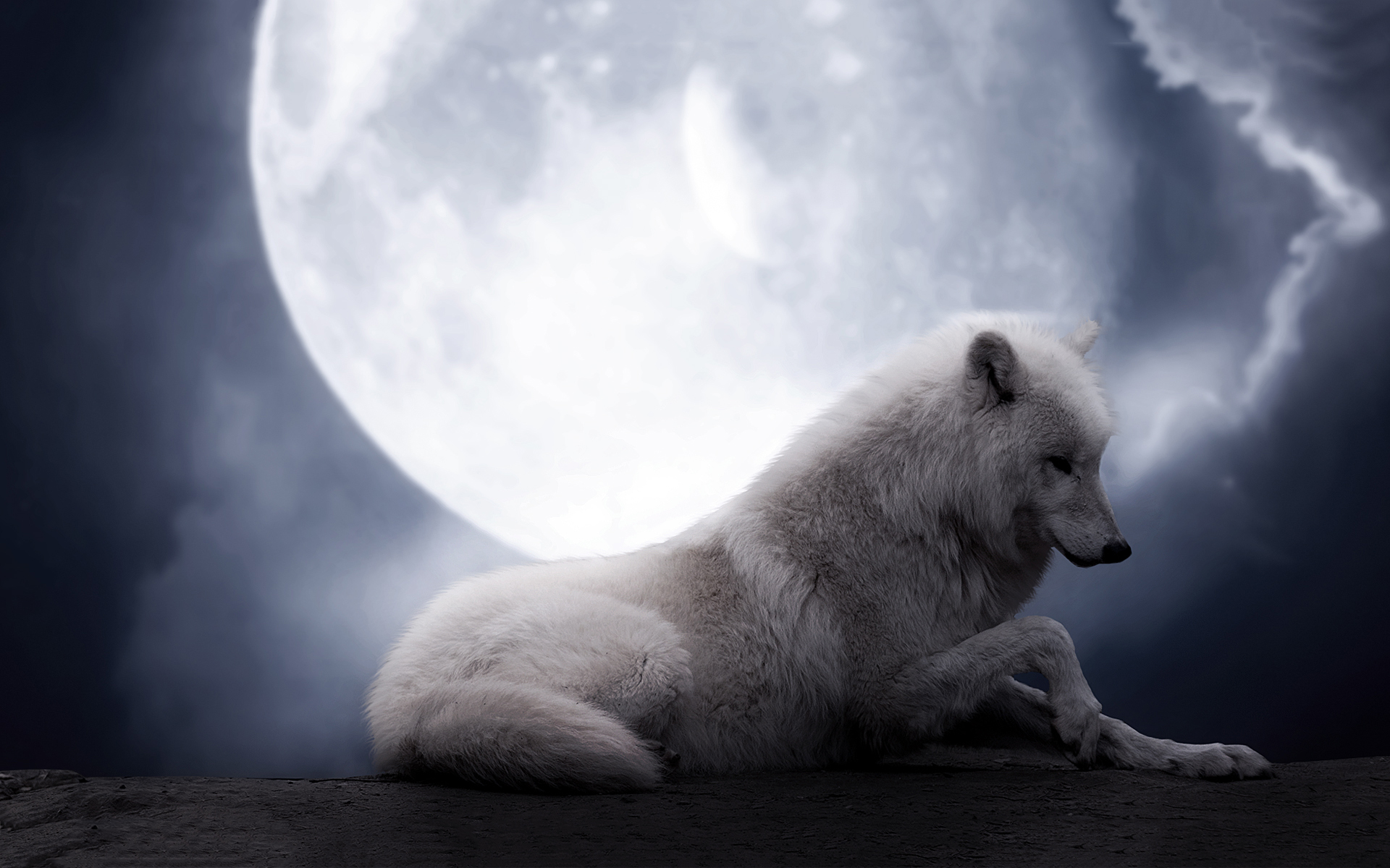 Animal Wolf HD Wallpaper