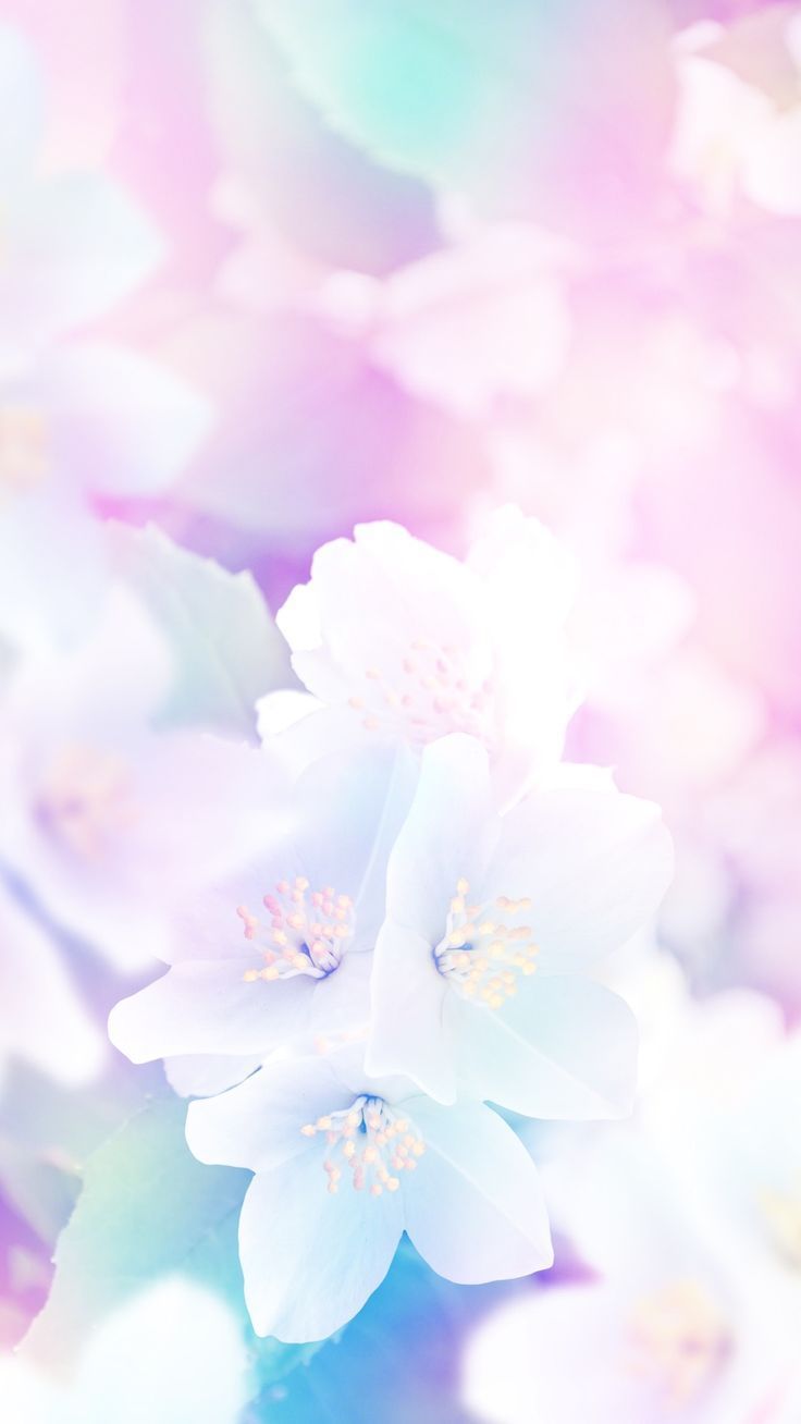 Flowers photography wallpaper, Spring