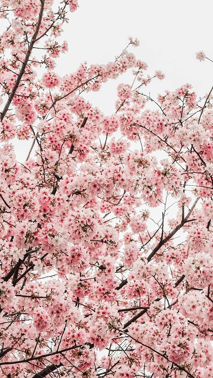Download Spring iPhone Pastel Cherry