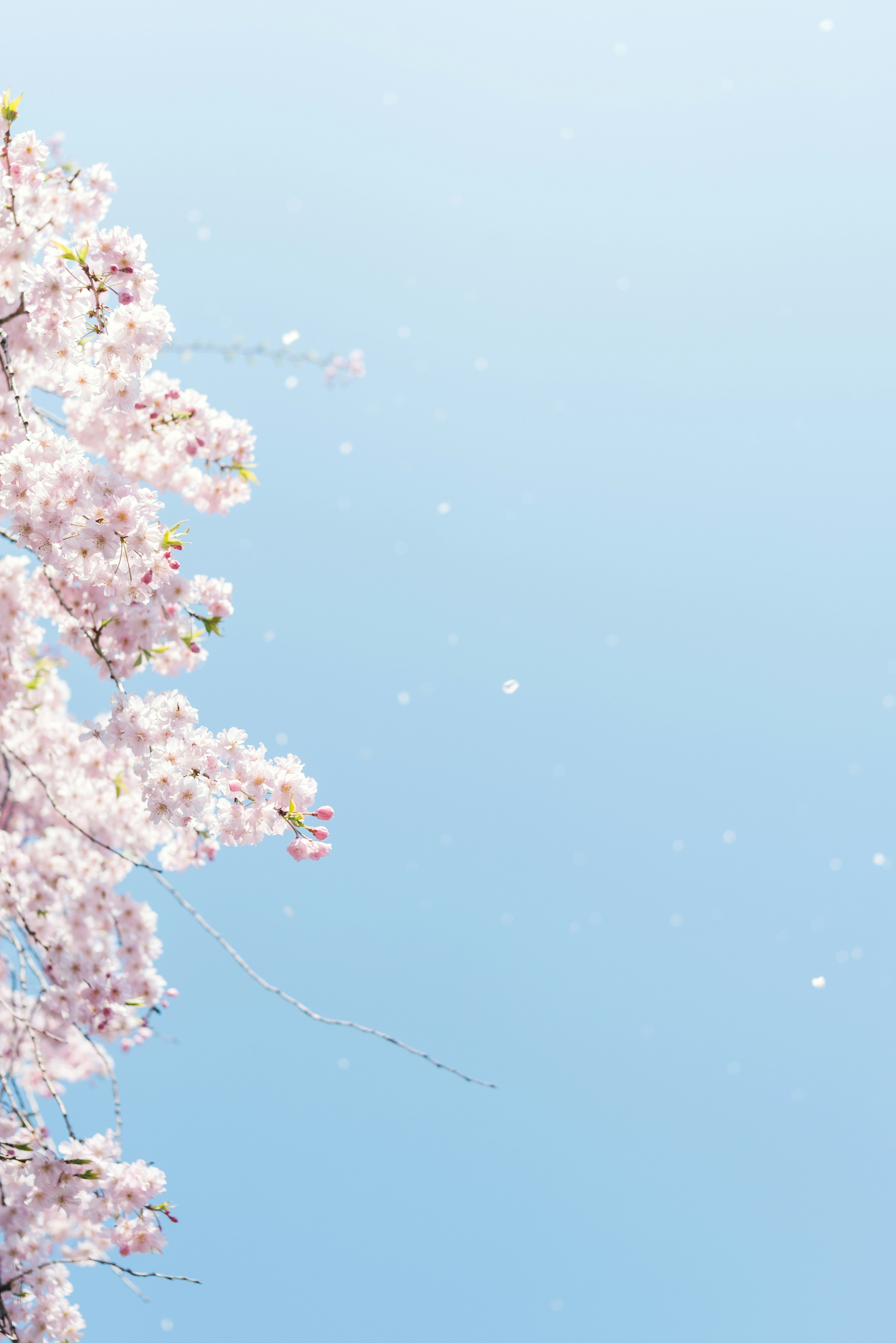 Cherry Blossom Wallpaper: Free HD