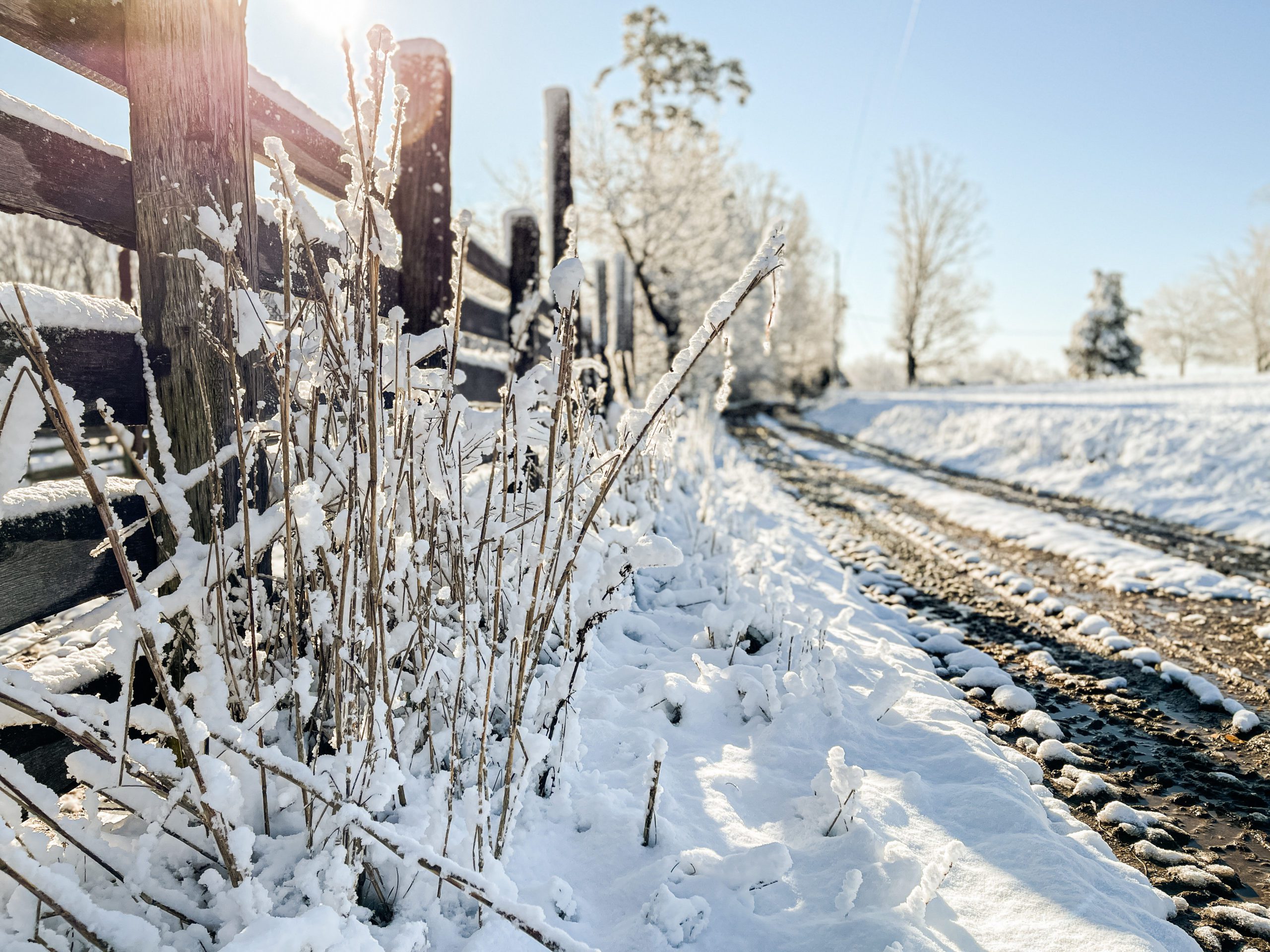 Finding Winter's Joy