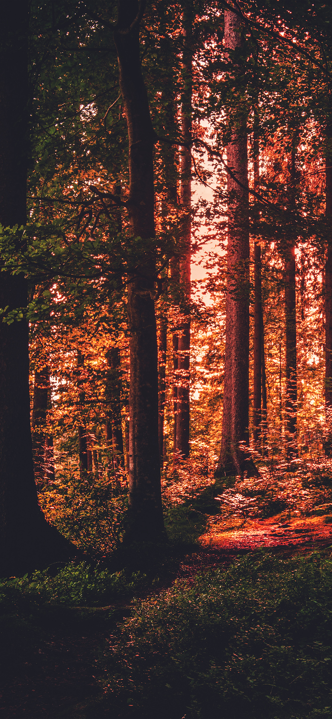 Wood Light Mountain Red Wallpaper