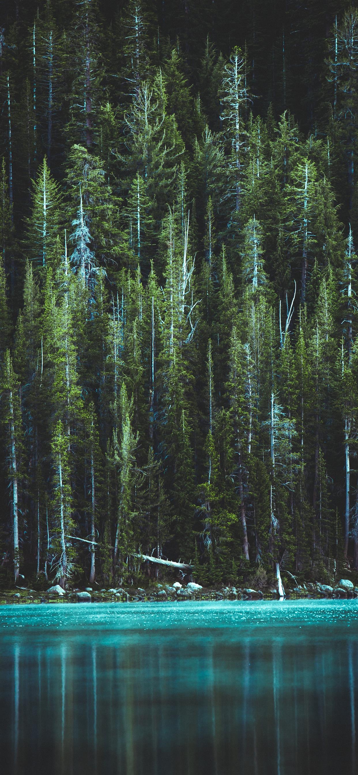 Woods iPhone Wallpaper Free Download