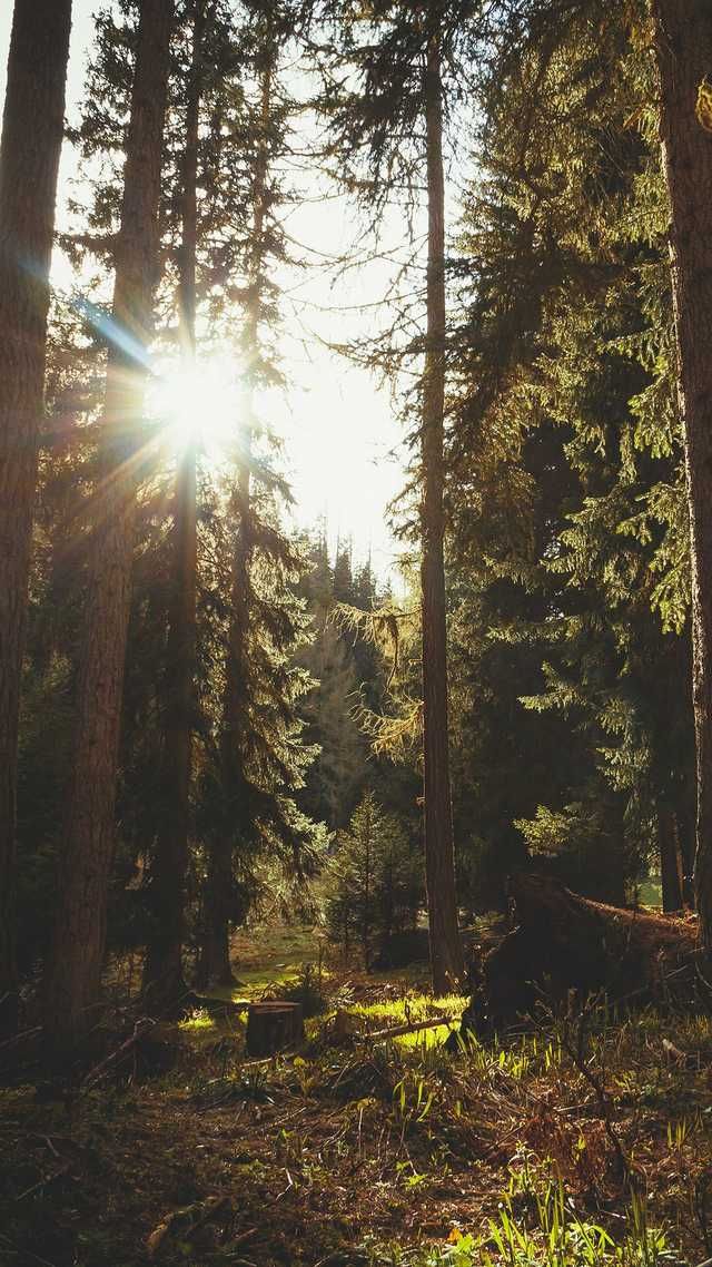 Forest wallpaper