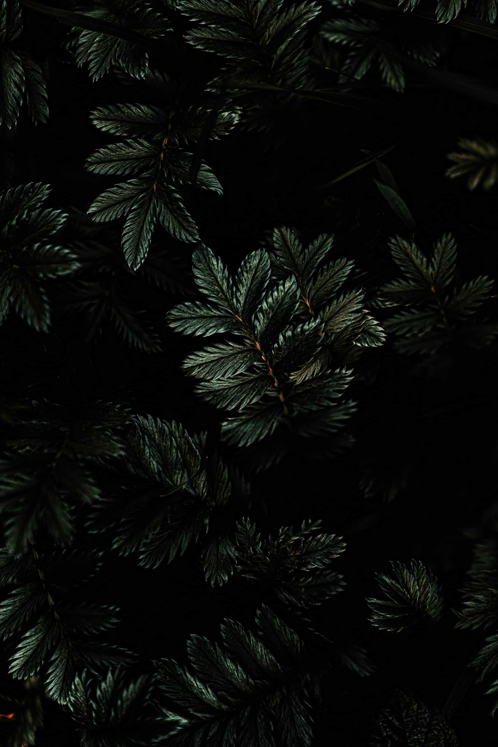 Aesthetic Dark Wallpaper for iPhone