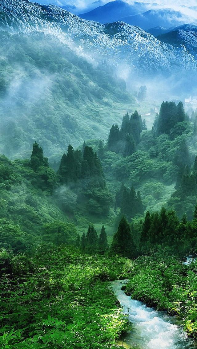 Best Forest iPhone HD Wallpaper
