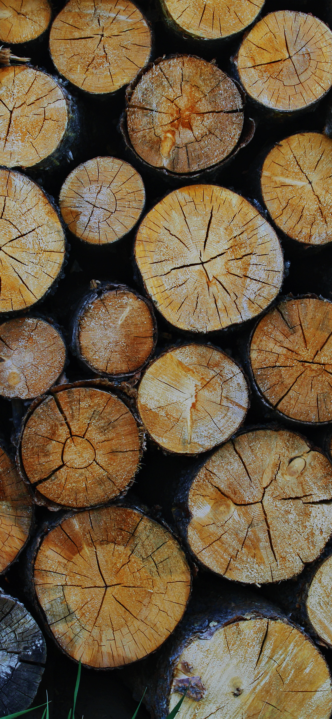 Wood Nature Cut Pattern Dark Wallpaper