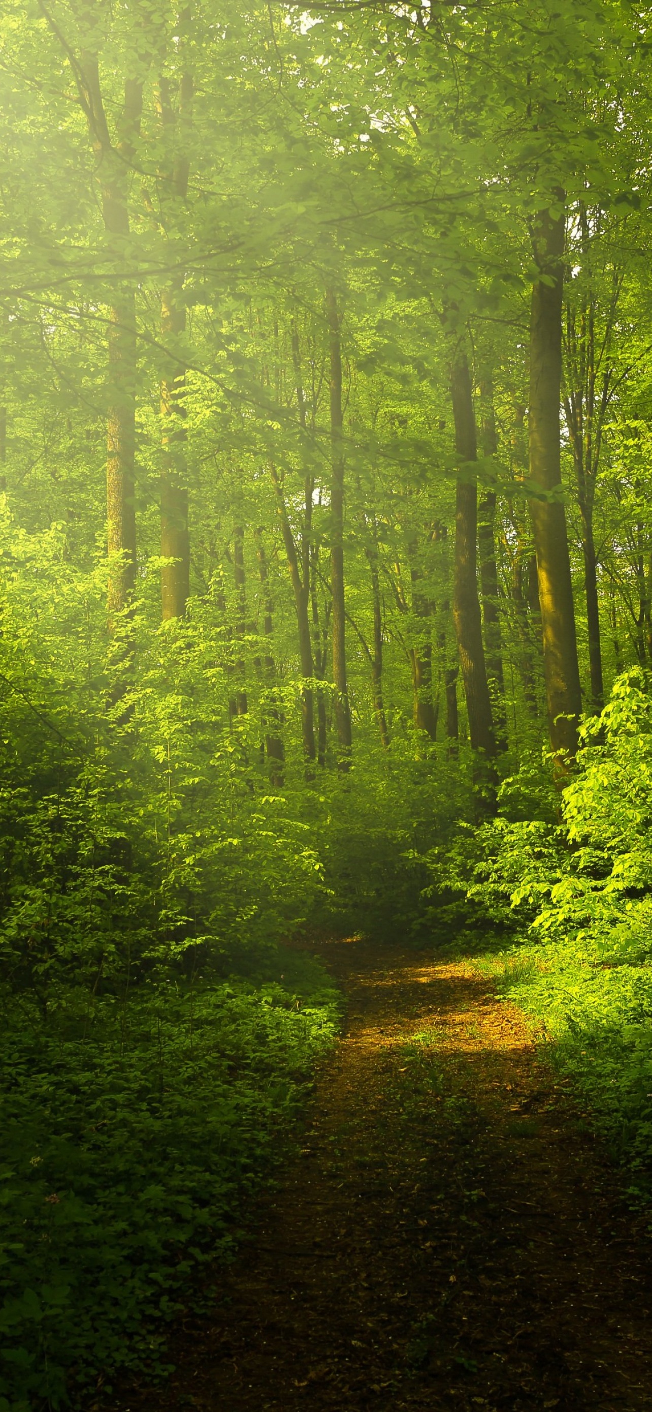 Green Forest Wallpaper 4K, Woods