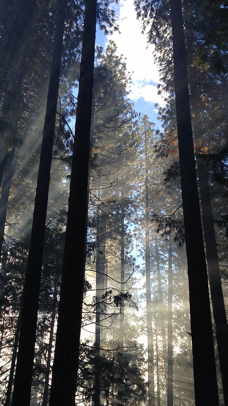 Forest Wood Tree Light Summer Nature