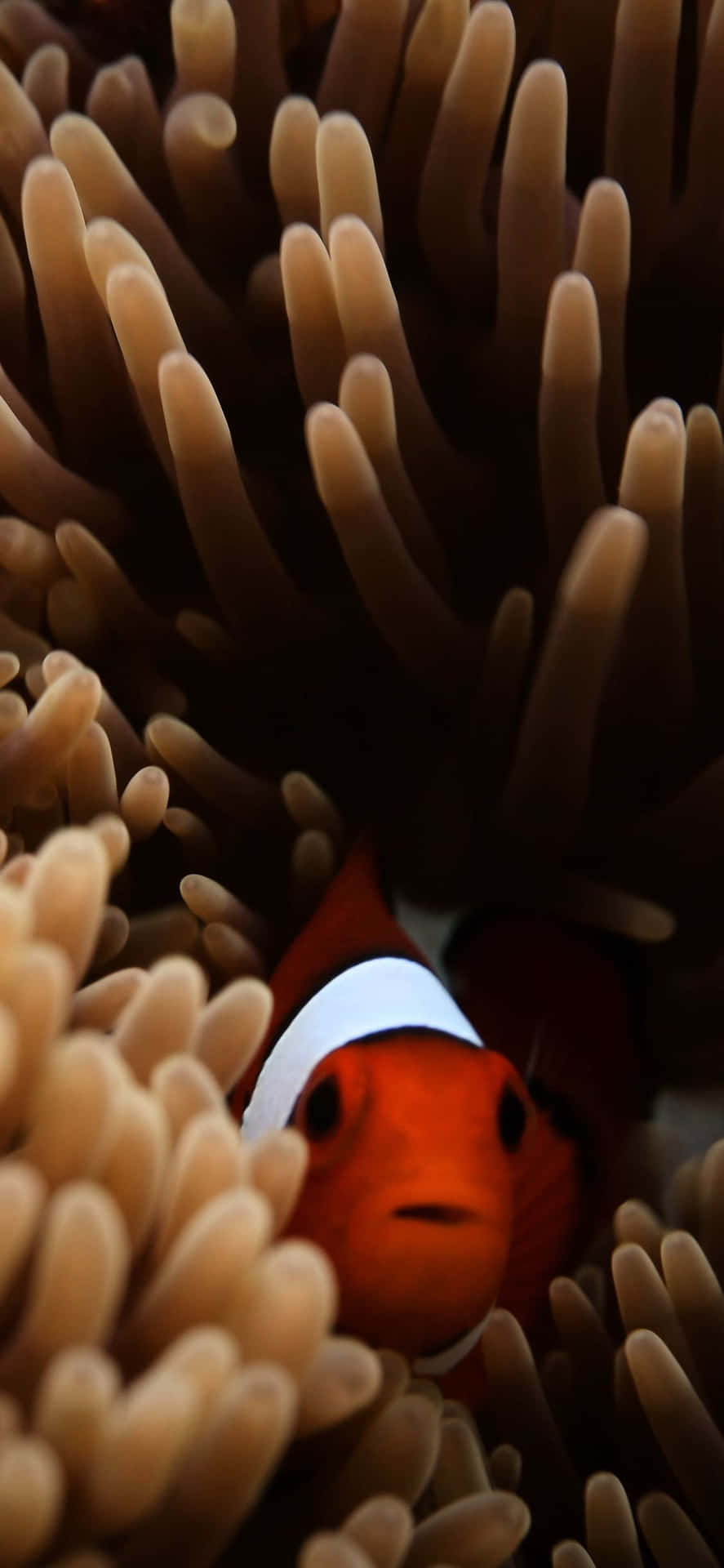 Download A bright clown fish swimming