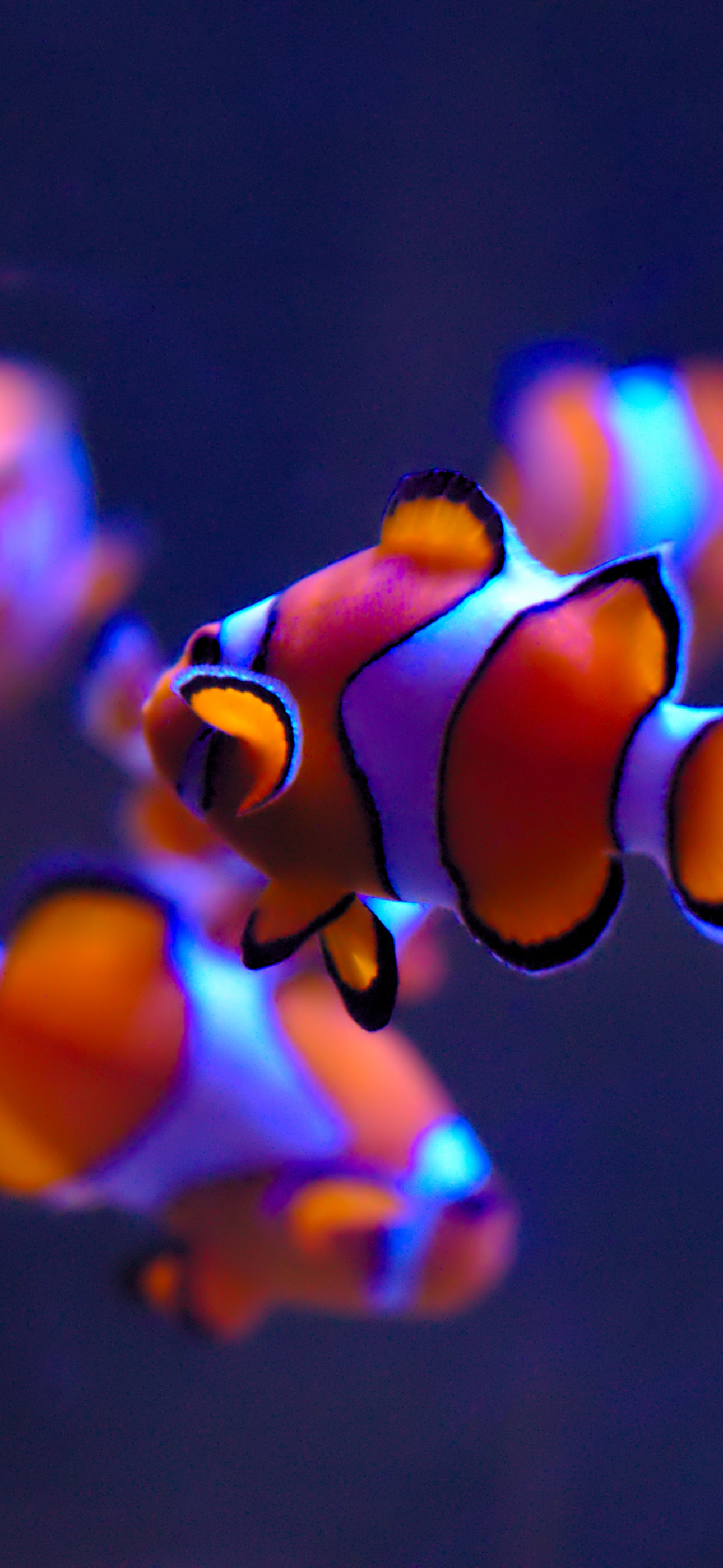 Clownfish Wallpaper 4K, Aquarium