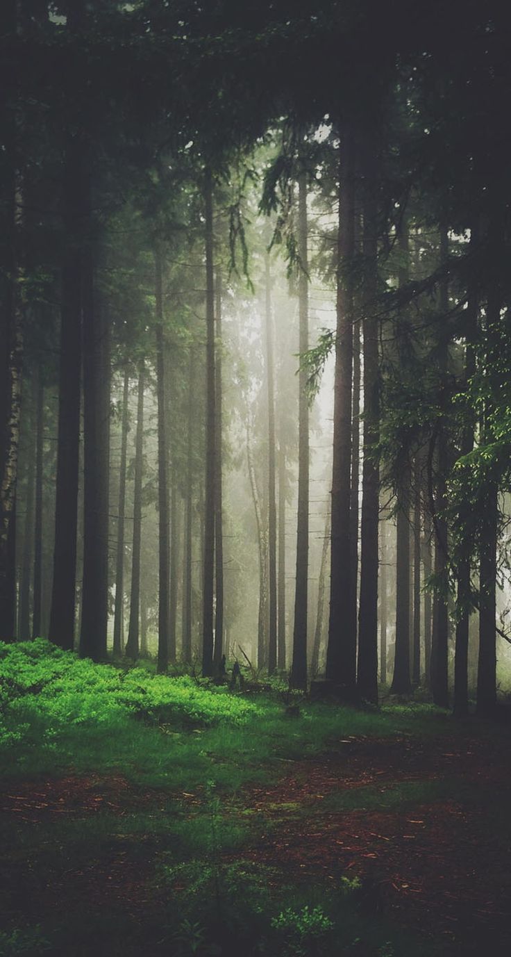 Forest IPhone Wallpaper