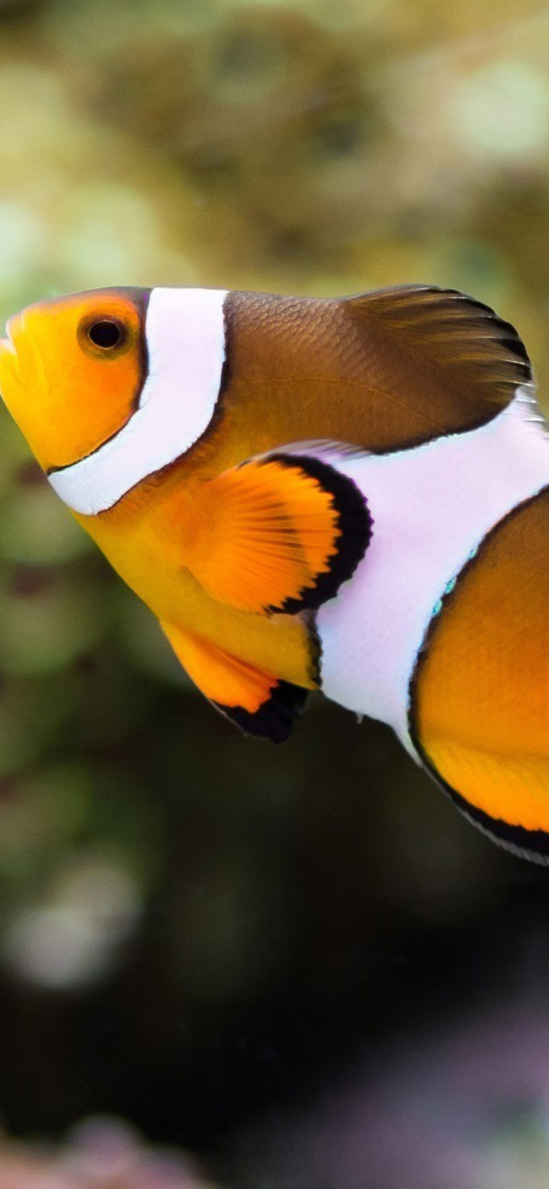 Clownfish iPhone XS, iPhone 10