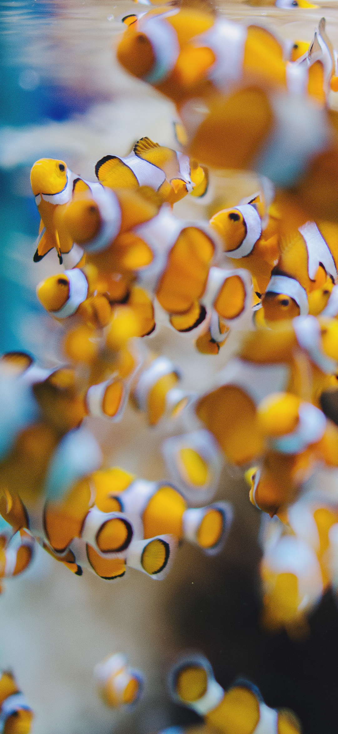 Clownfish iPhone Wallpaper