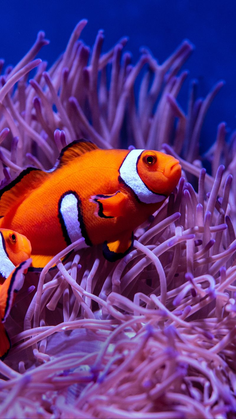 Download wallpaper 800x1420 clown fish