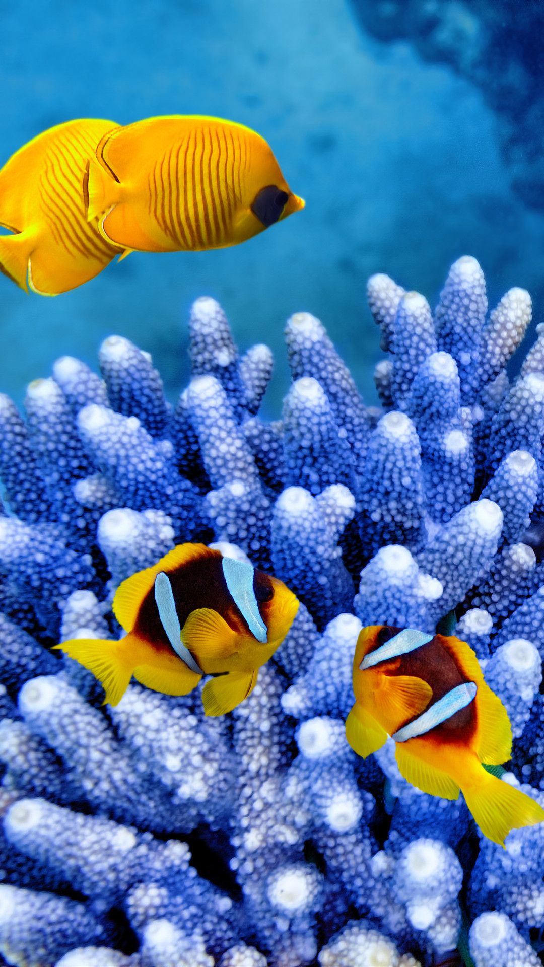 iPhone Clownfish Wallpaper 4k