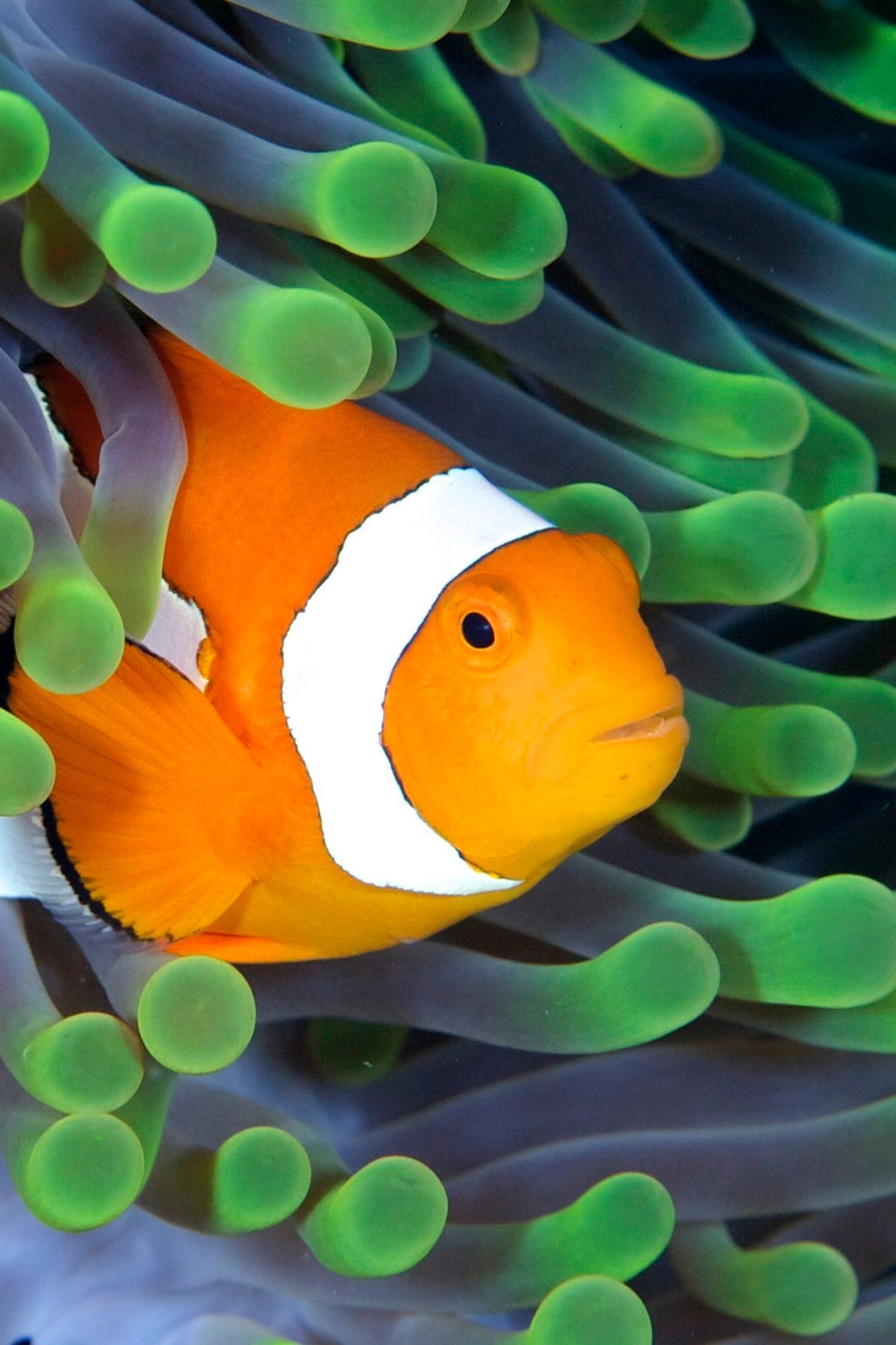 Clownfish