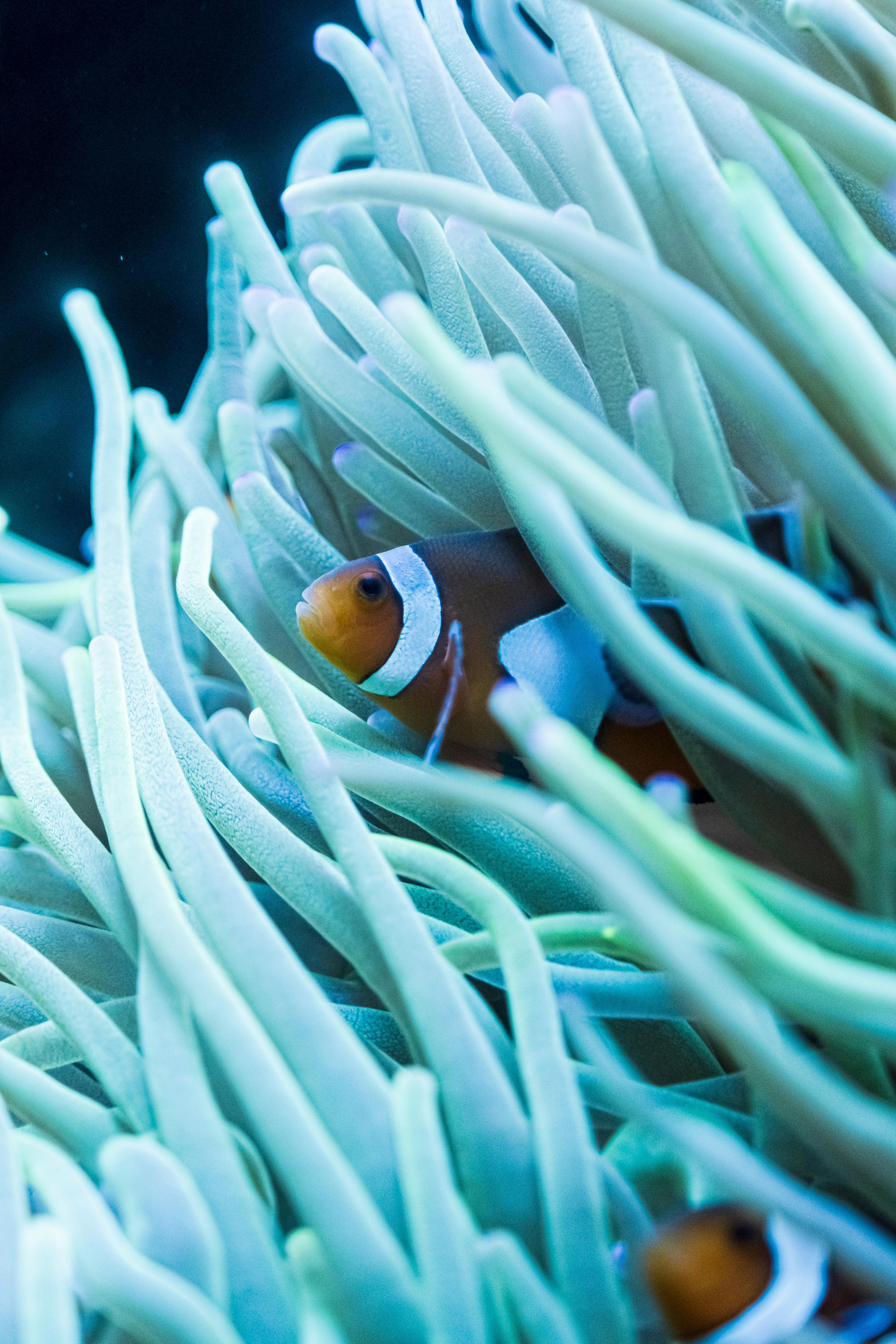 Clown Fish Hiding In Green Plant · Free