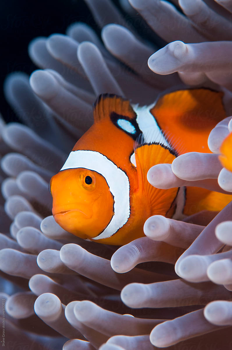 False Clown Anemonefish Clown Fish