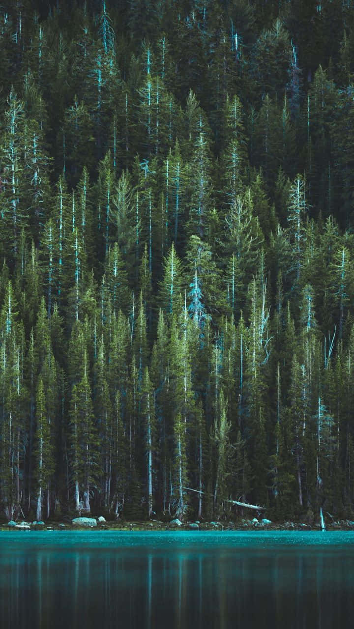 Tree Phone Wallpaper