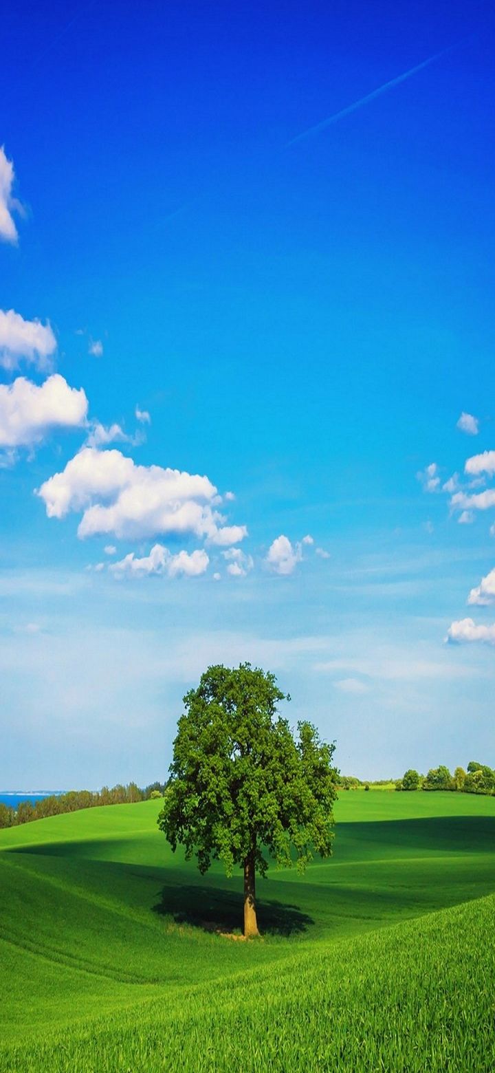 Tree And Landscape Phone