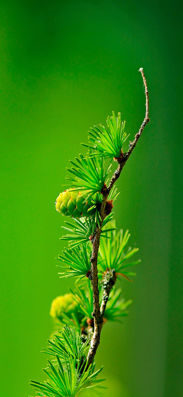 Green Pine Tree Leaves 4K Phone Wallpaper