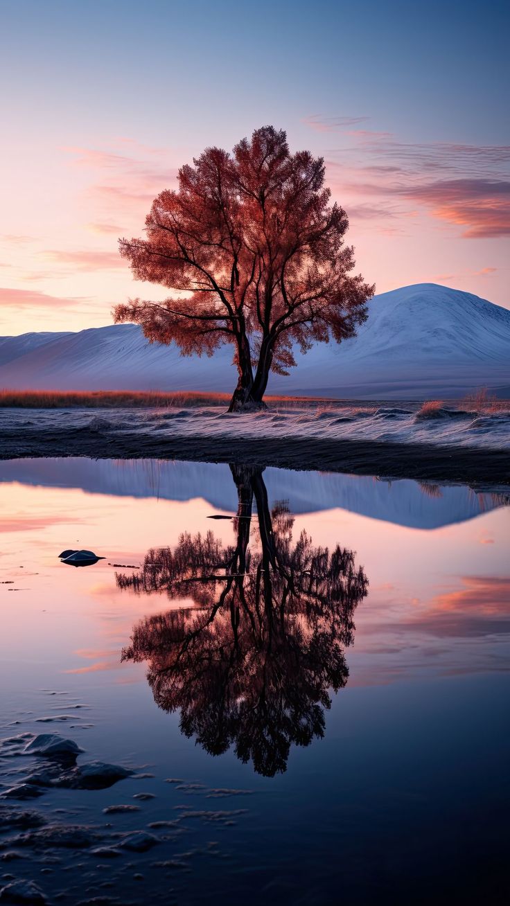 free wallpaper 4K tree, reflection