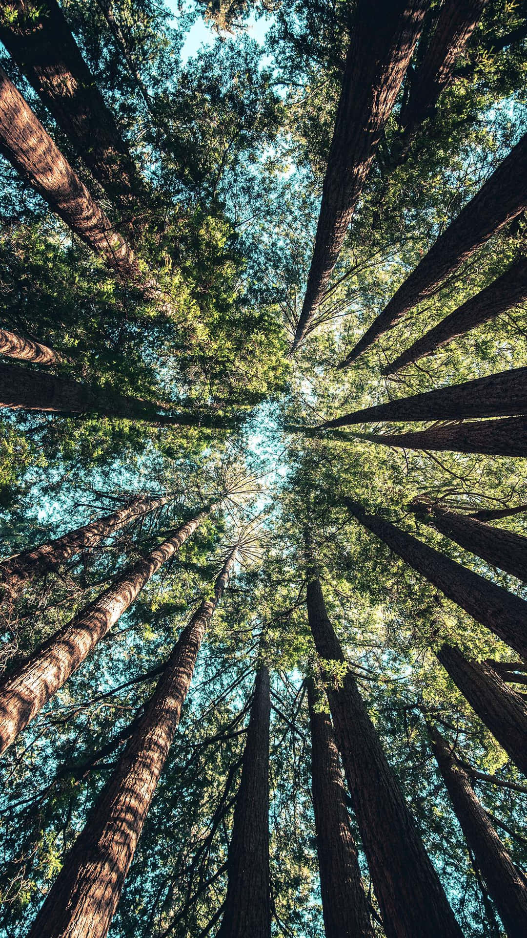 Tall Trees In A Forest Wallpaper